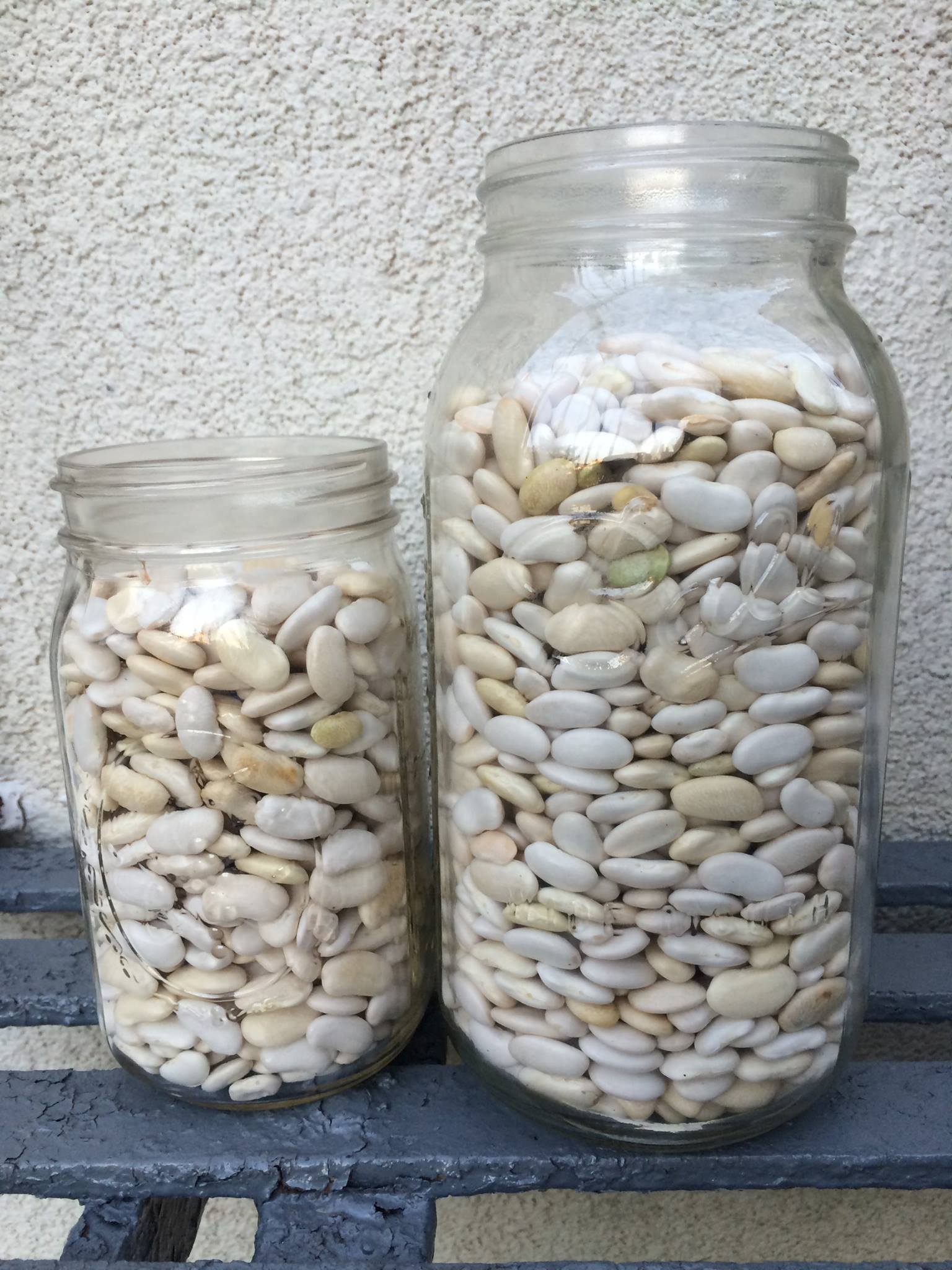 Bean harvest in the city.