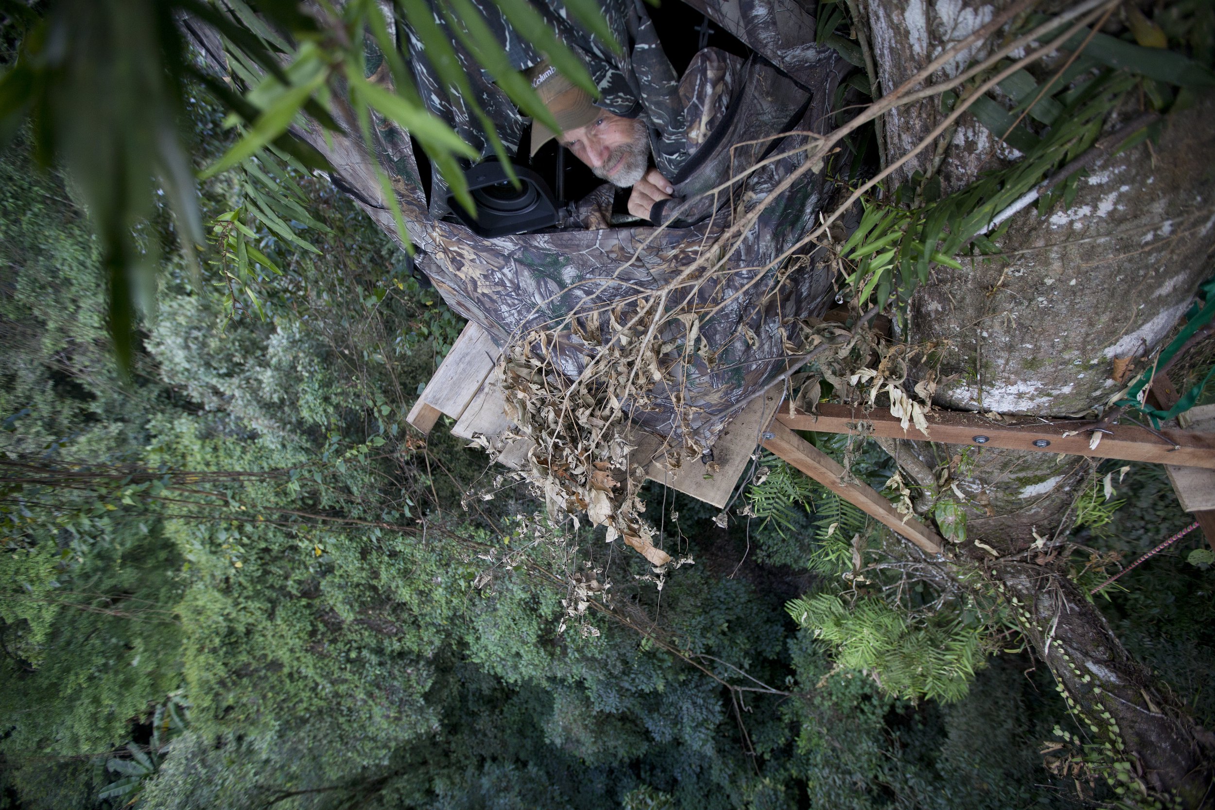 Philippine Eagle_KA-5244.JPG