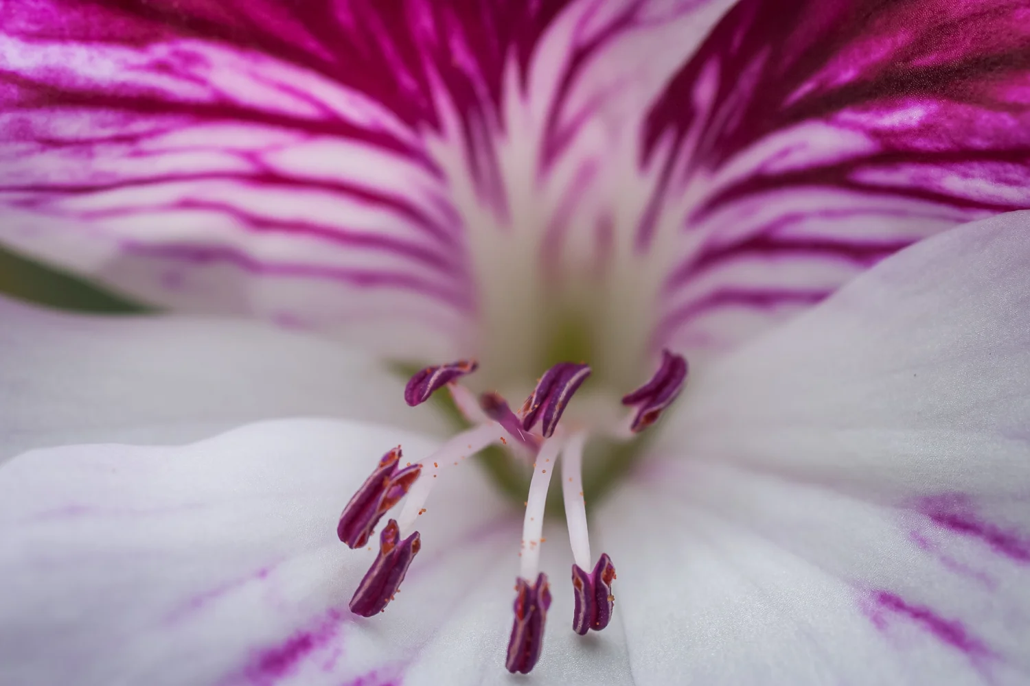 dkatz-nature-final-1500px_007.jpg