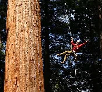 giantsequoia.jpg
