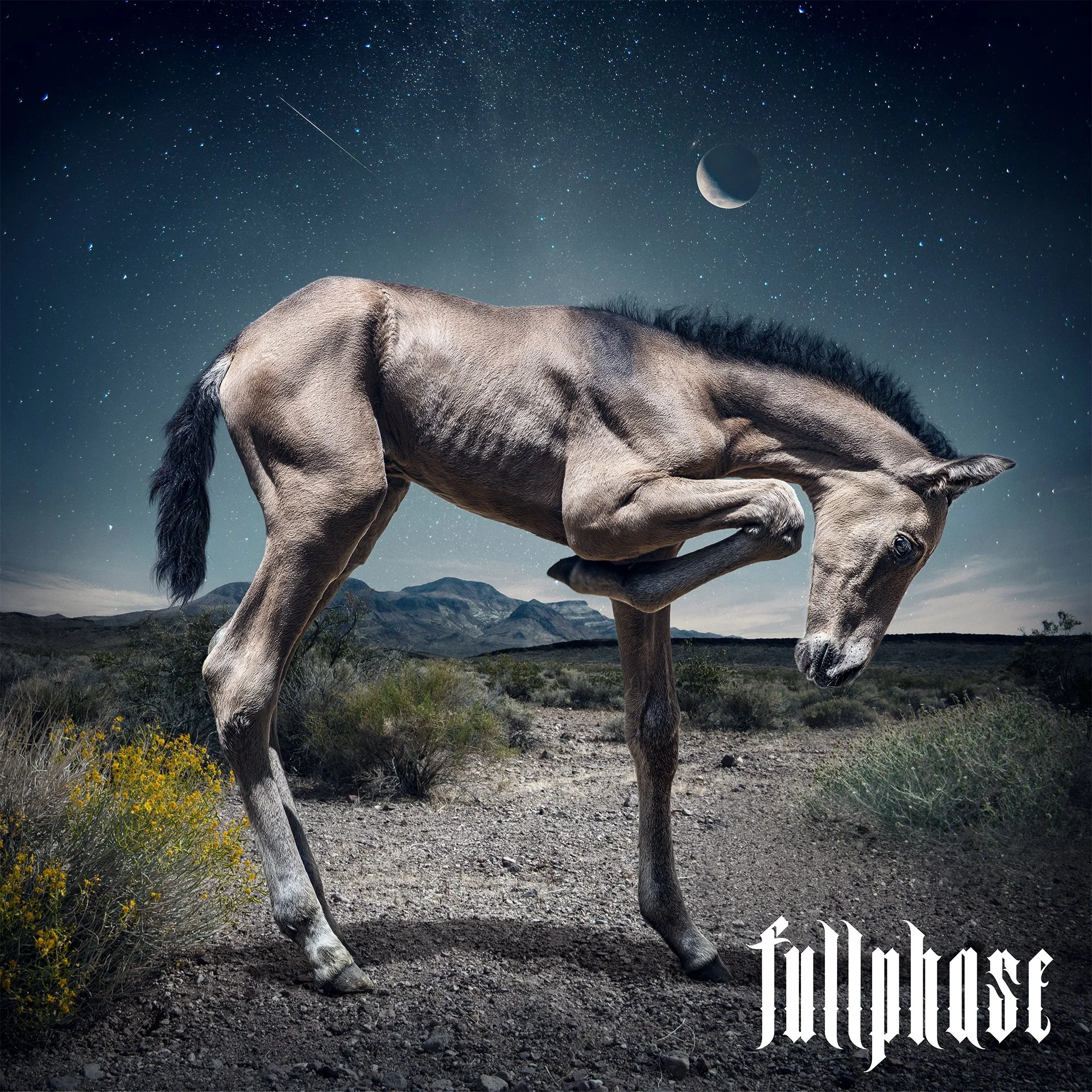 Rancho: Desert Foal 02 ("Starry") | Fullphase