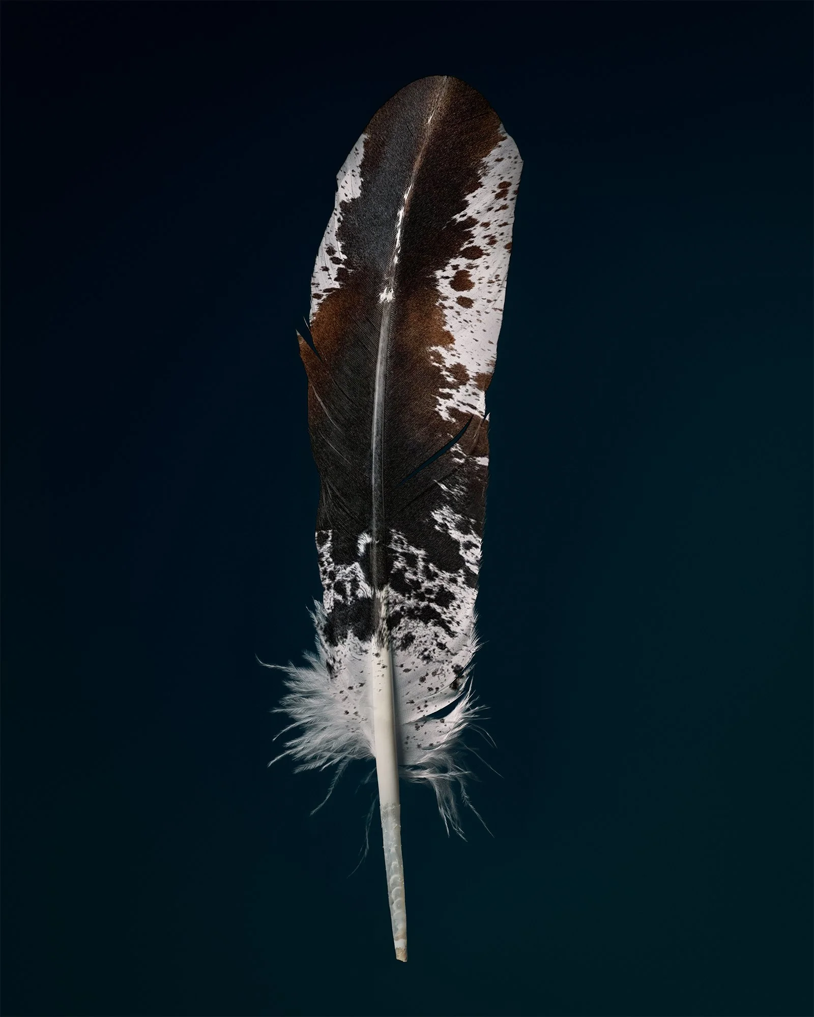 Cowhide Feather | Hotel Drover — Fort Worth, TX.