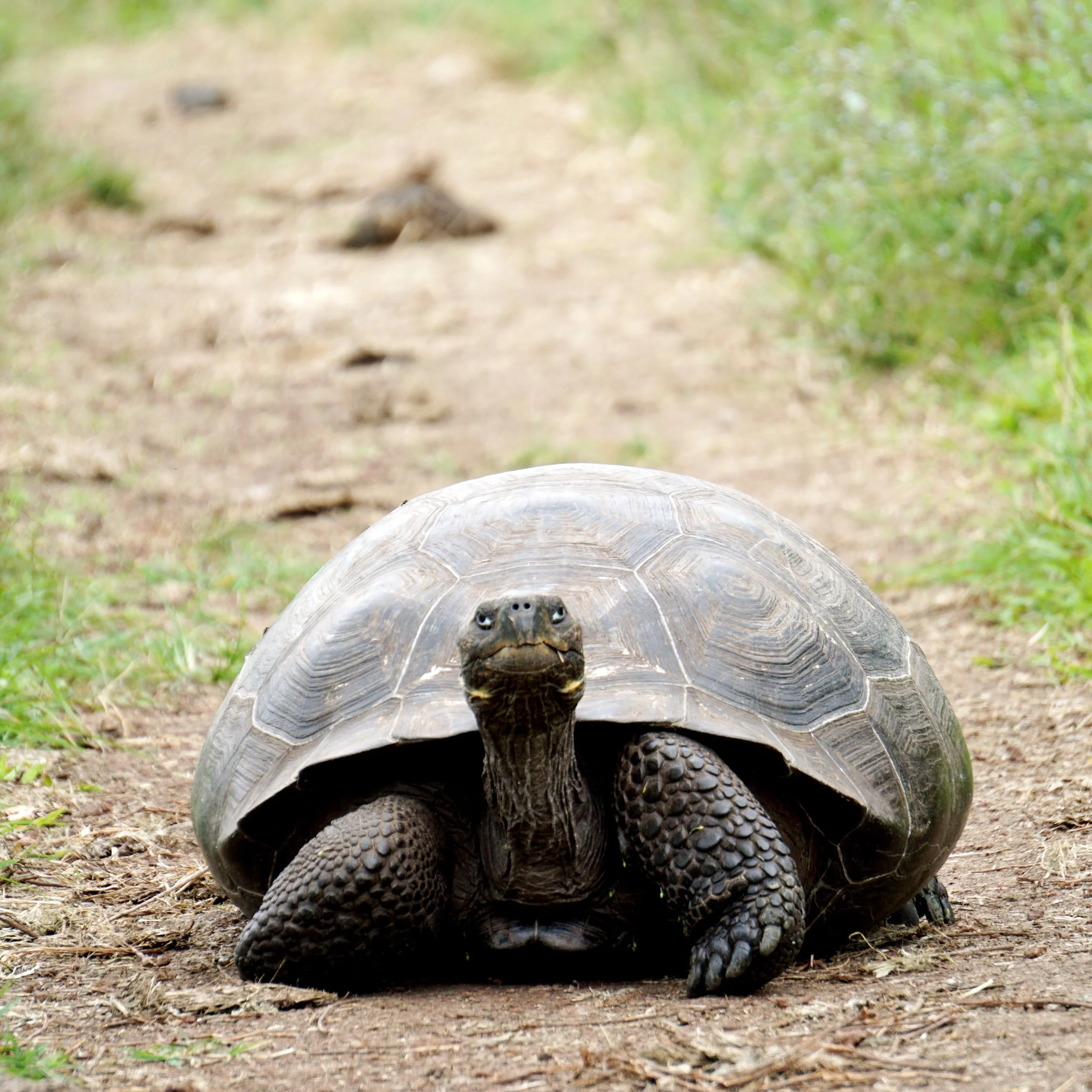 Slow Down, You do Have Time