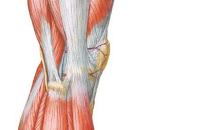 Episode 134 - Jill Cook, part 1: A Continuum Model of Tendon Pathology