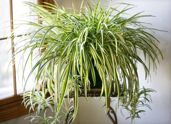 Spider plant with several mature plantlets.
