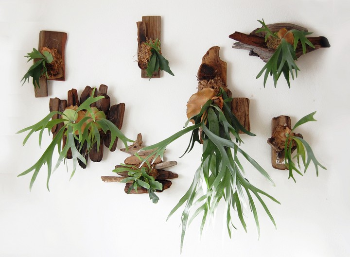 Mounted staghorn ferns.