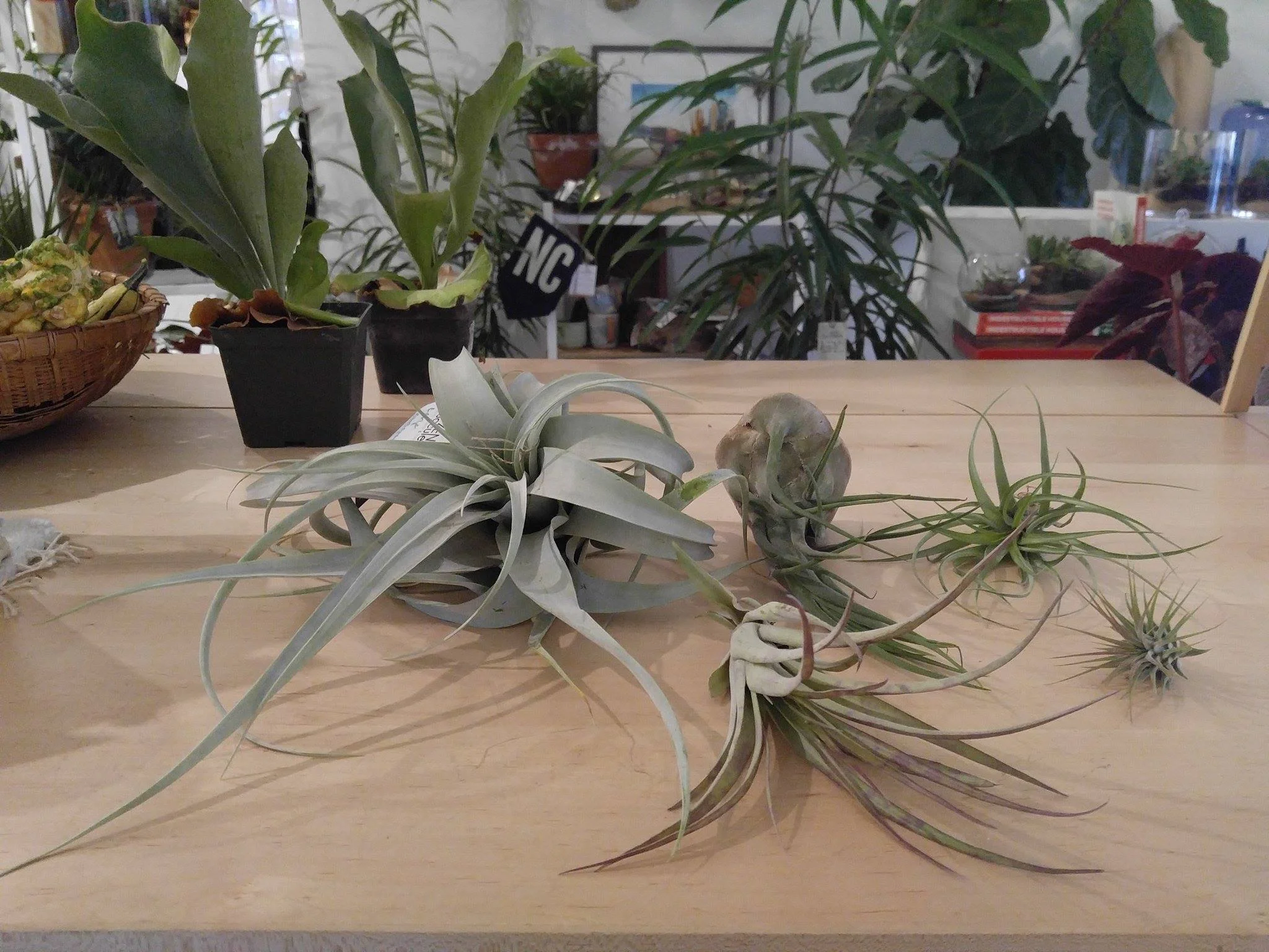 Front center: Tillandsia f asciculata ; Back left to right: Tillandsia xerographica , Tillandsia seleriana , Tillandsia harrisii , and Tillandsia ionatha .