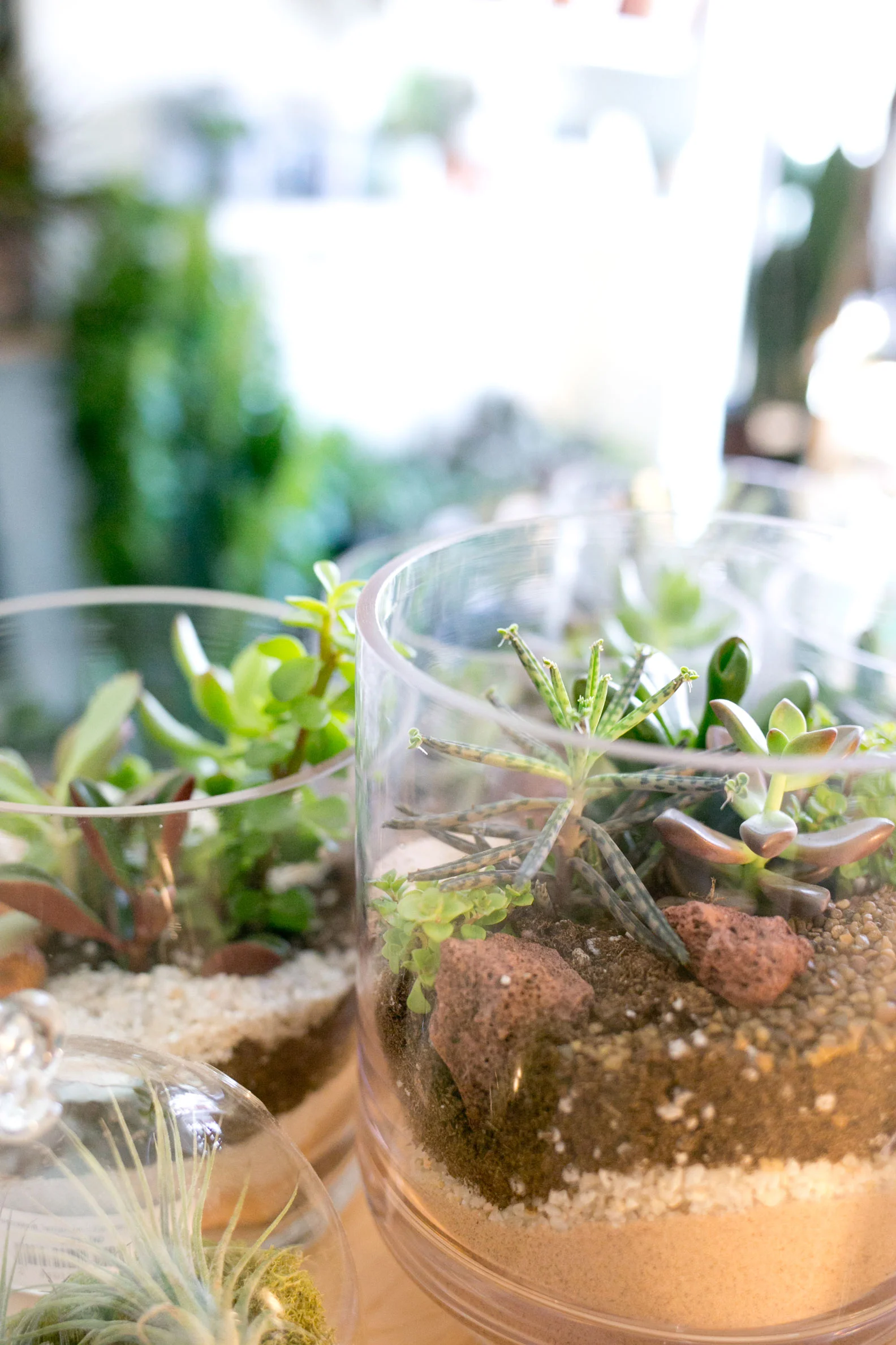 Succulent-Terrarium-Durham-NC.jpg
