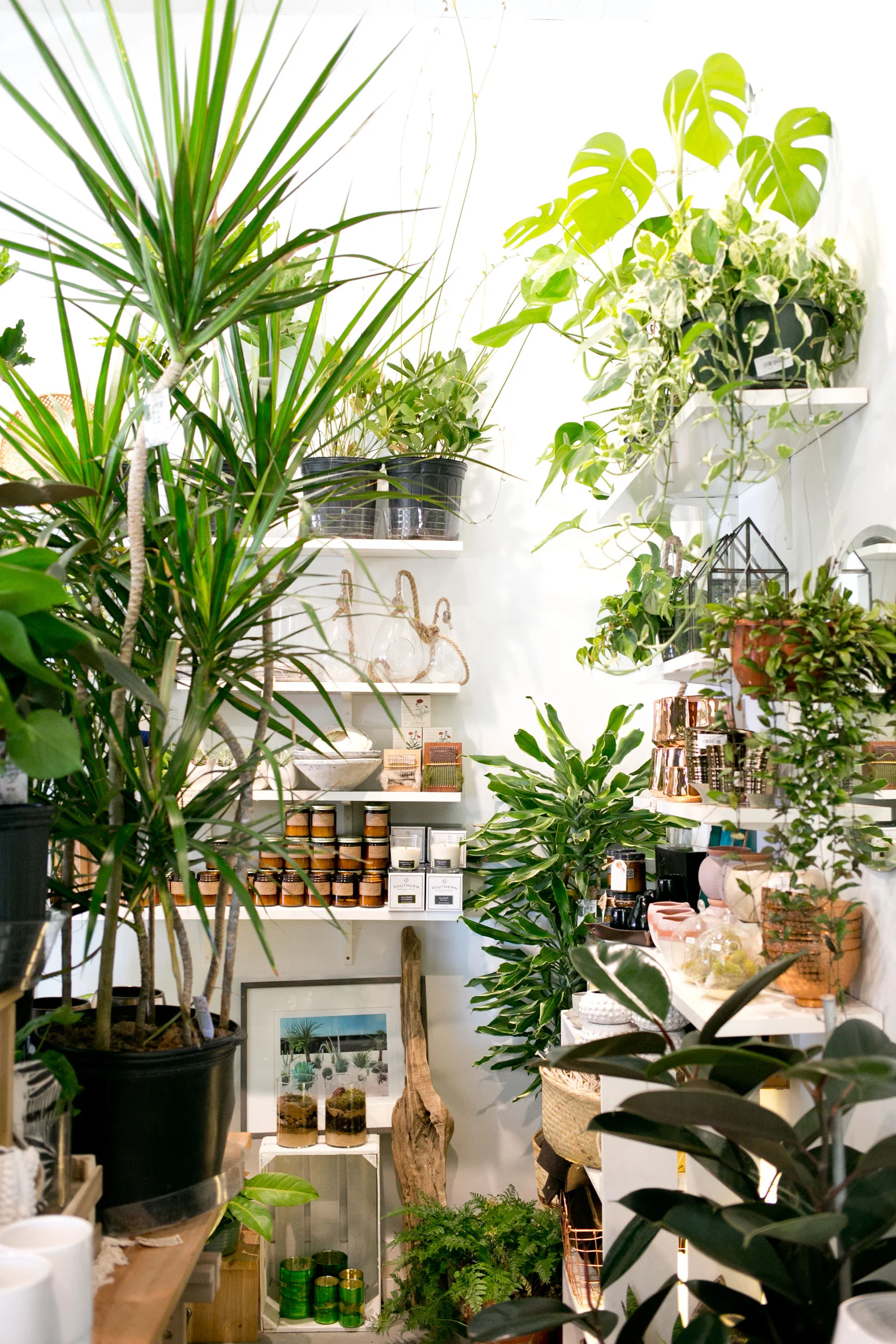 Plant-Shop-The-Zen-Succulent.jpg