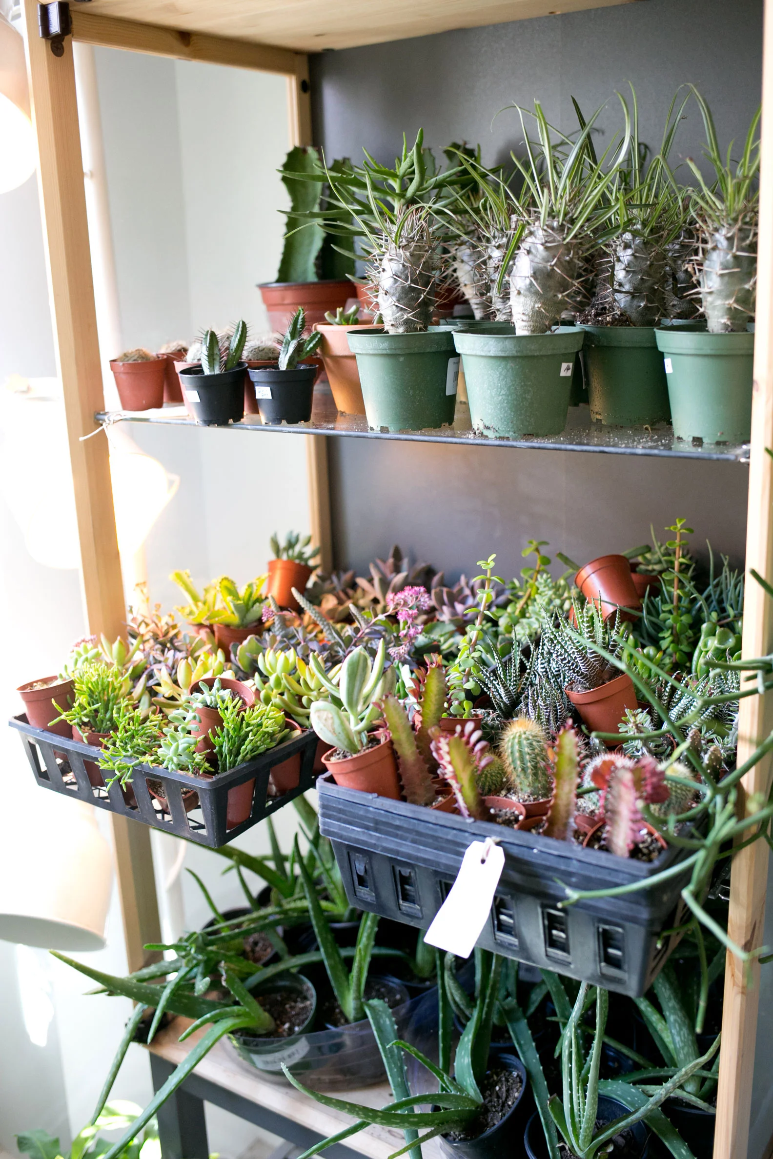 Succulent-Shelf-Zen-Succulent.jpg
