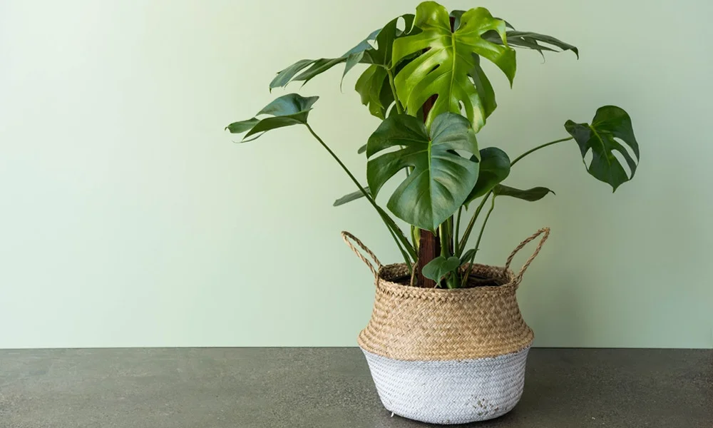 Happy Monstera deliciosa looking especially cute in this basket