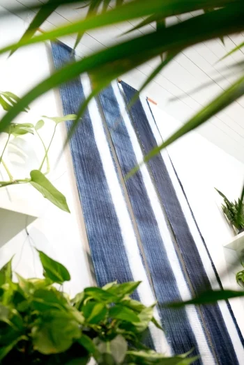 A south facing window with some shade provided by curtains or blinds is perfect for a plant with low to moderate light needs.