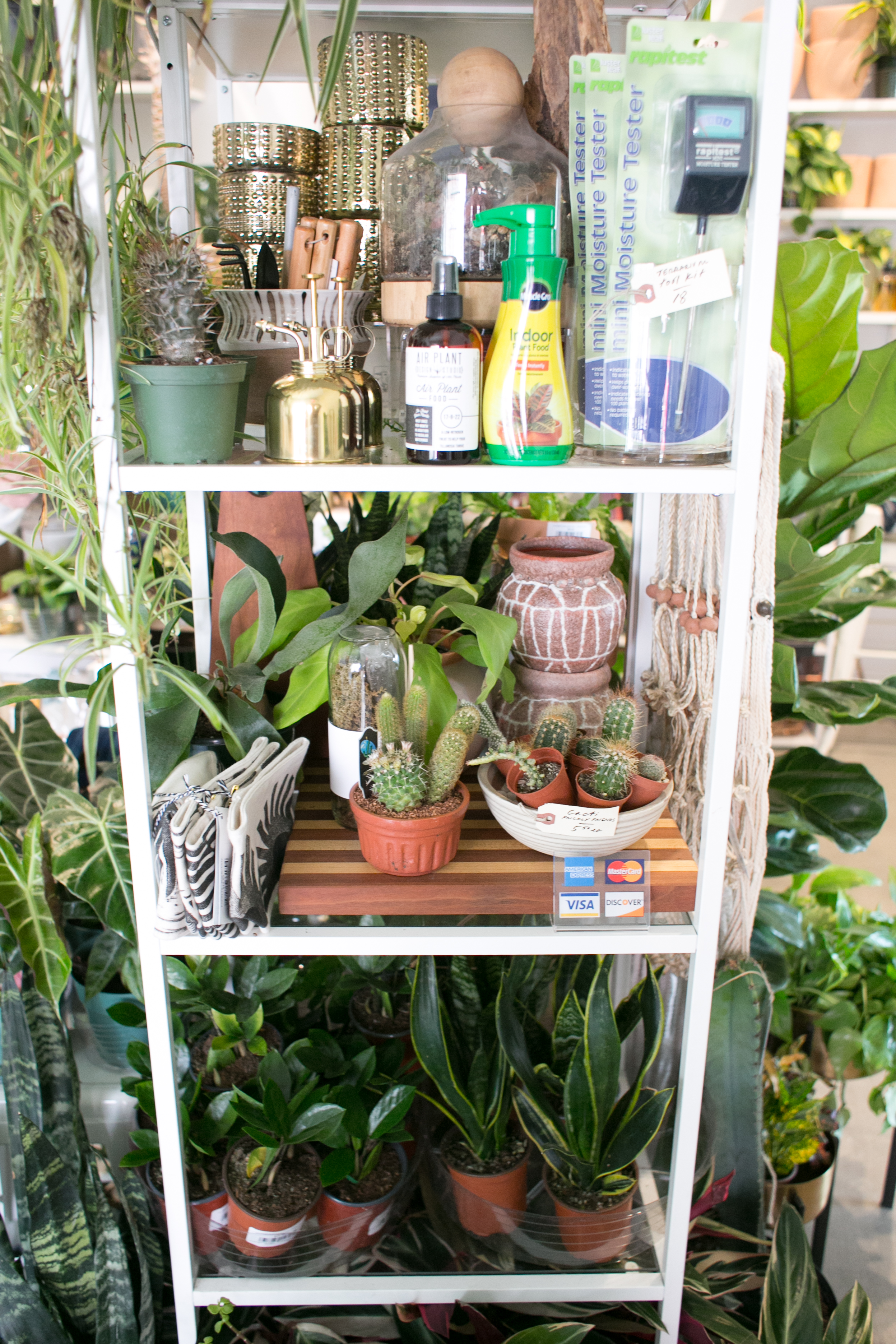 A good moisture tester and the right food are invaluable tools to a plant parent.