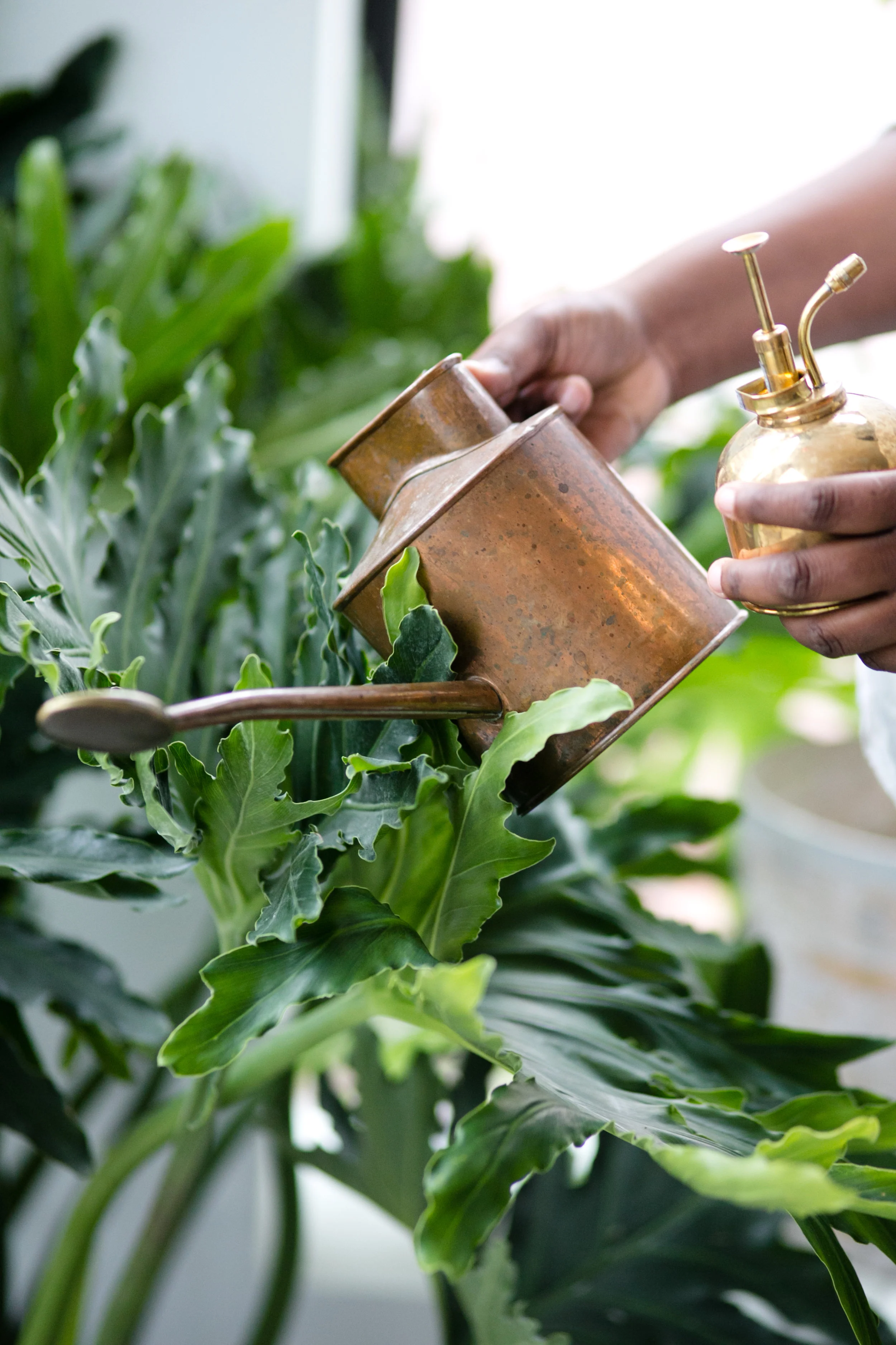 Always, always, always water after repotting. Spring is also good opportunity to restock your plant parent accessories, like watering cans and misters.