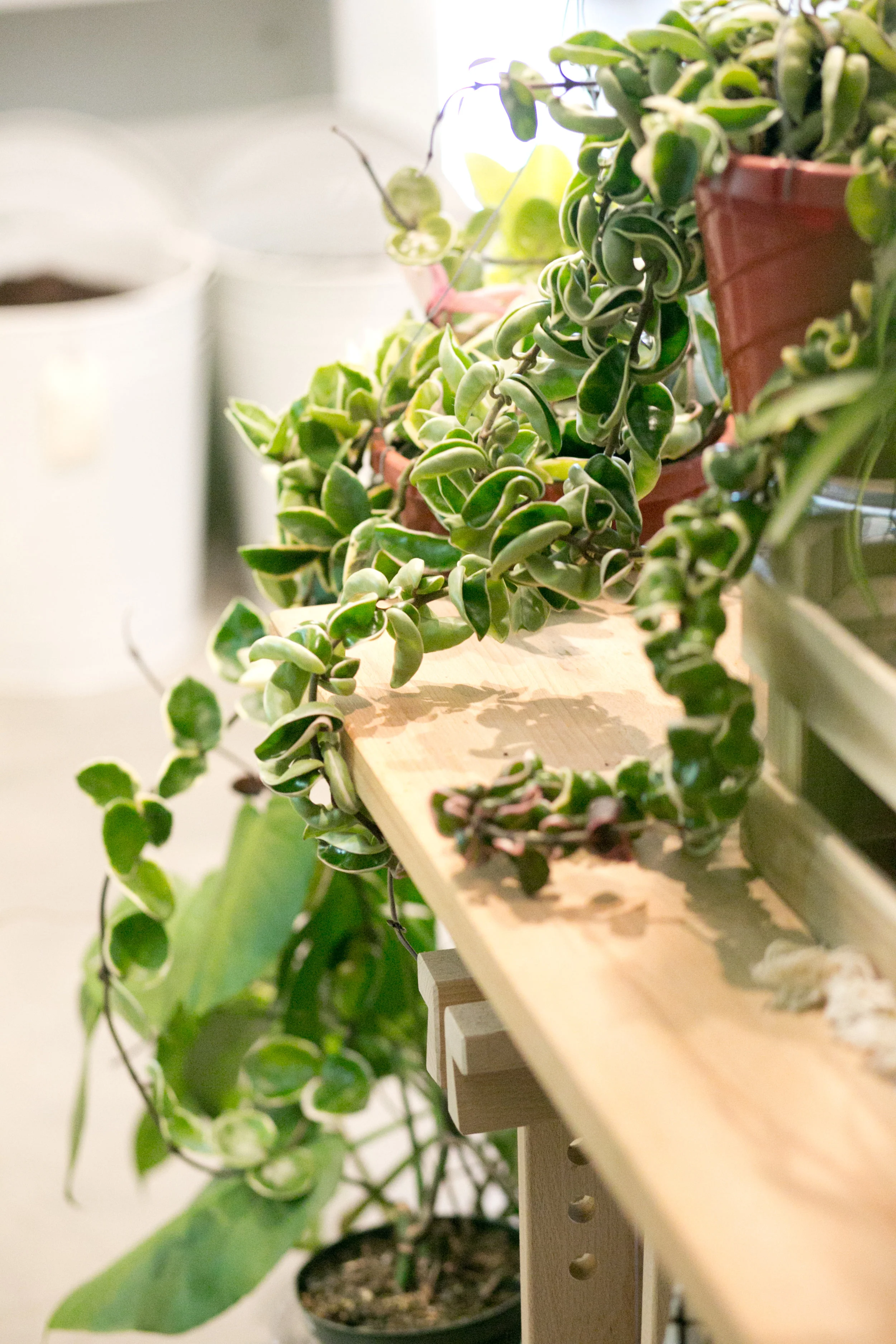 Think beyond a shelf and consider hanging a plant, like this Hoya compacta 'Krinkle Kurl' , commonly known as Hindu rope.