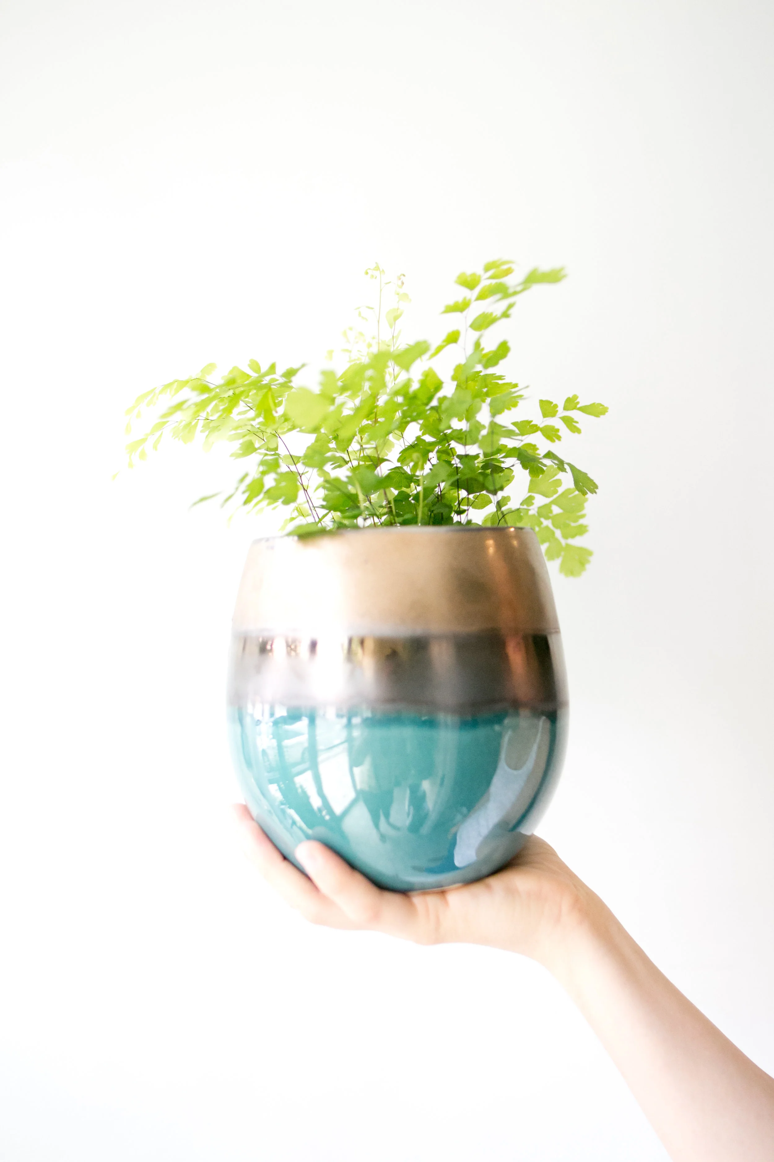 Ferns are great outdoor plants in the summer, just make sure you give them enough water to quench their thirst. These guys prefer to have consistency moist soil.