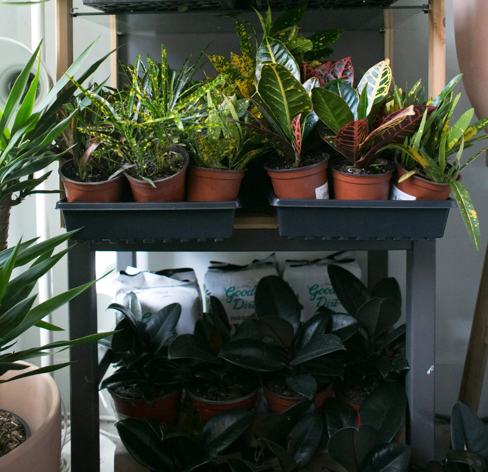 "Croton" this partial sun loving plant (see what we did there?). We got plants and jokes!