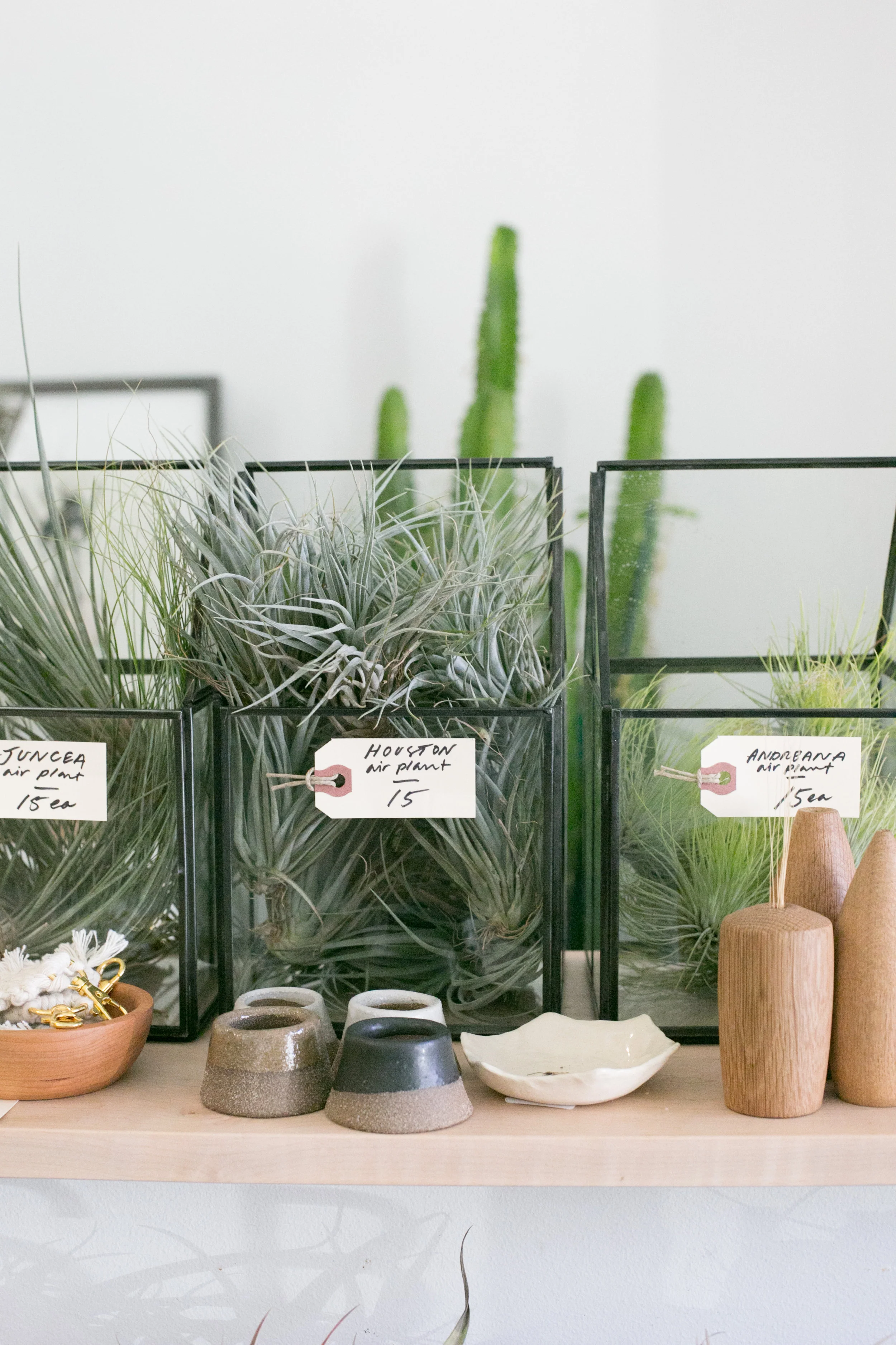 Check out our air plant selection in store or online . If you buy online, we have in store pick up and local delivery (sorry, Durham only).