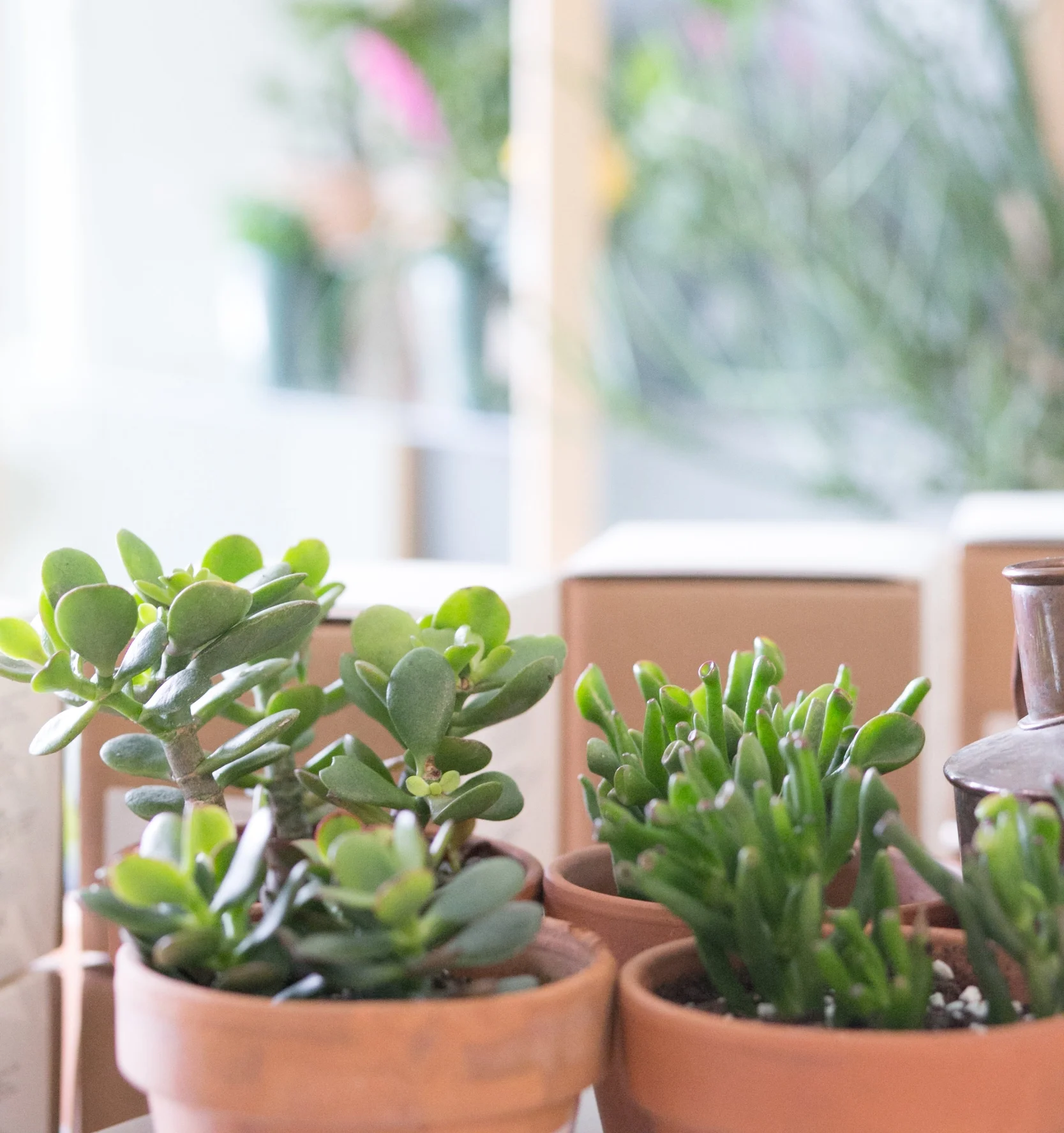 Two common varieties of crassula: Jade ( Crassula ovata ) and Ogre's Ears (Crassula ovata 'Gollum') .