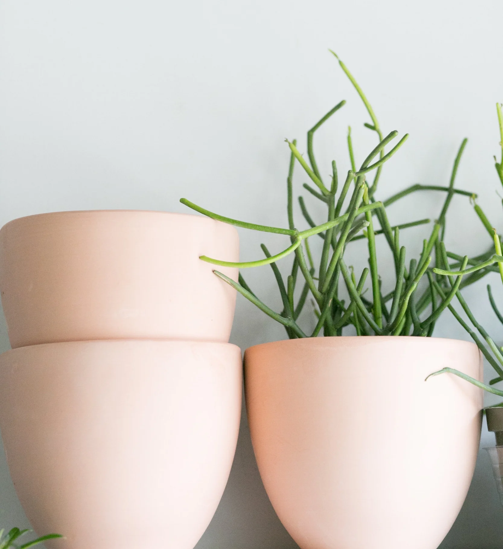 The pencil cactus ( Euphorbia tirucalli ) isn't really a cactus at all, as cacti only grown in the Americas. The milky latex from this plant is extremely irritating to the skin and can be toxic to, so be aware this might not be the best choice for those with animals or small children.