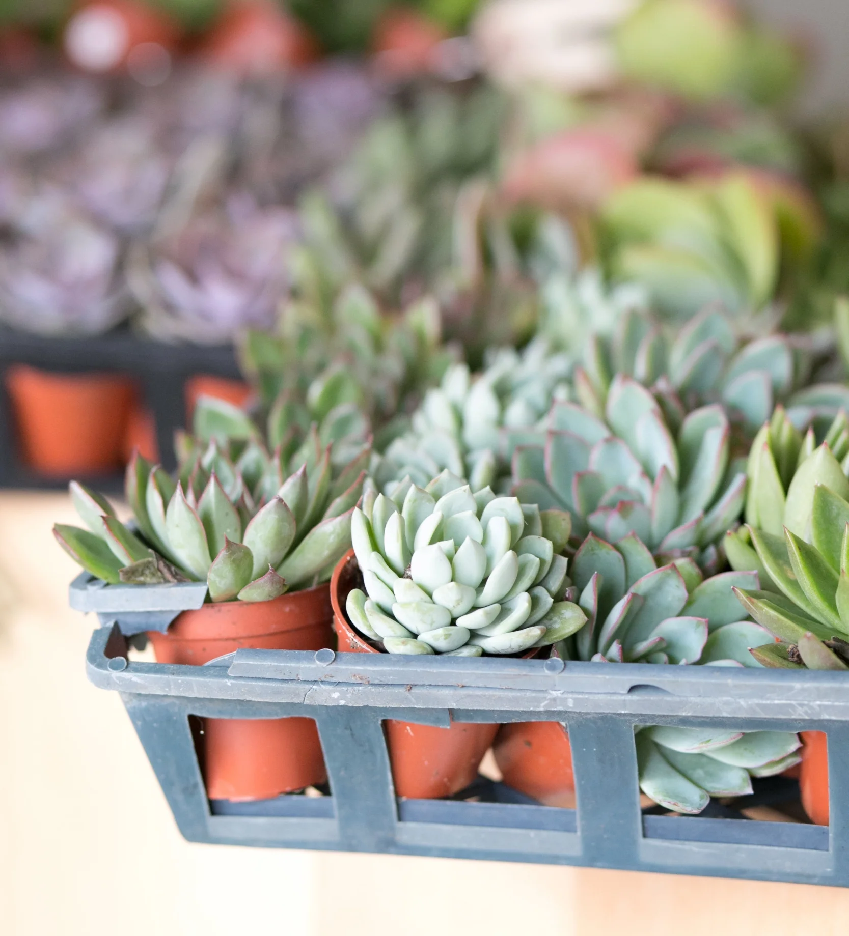 Applying liquid fertilizer to succulent leaves can cause rot and other problems. Be sure to apply fertilizer only to their soil, as indicated by the instructions on the bottle.