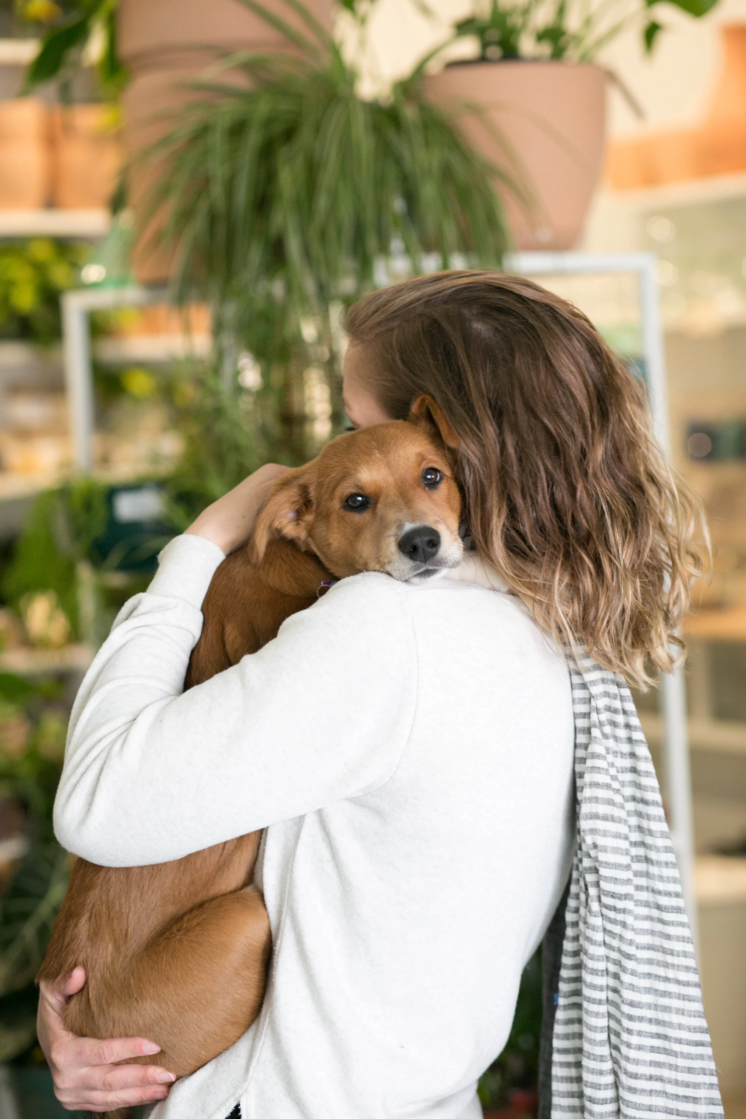 pachira aquatica poisonous to dogs