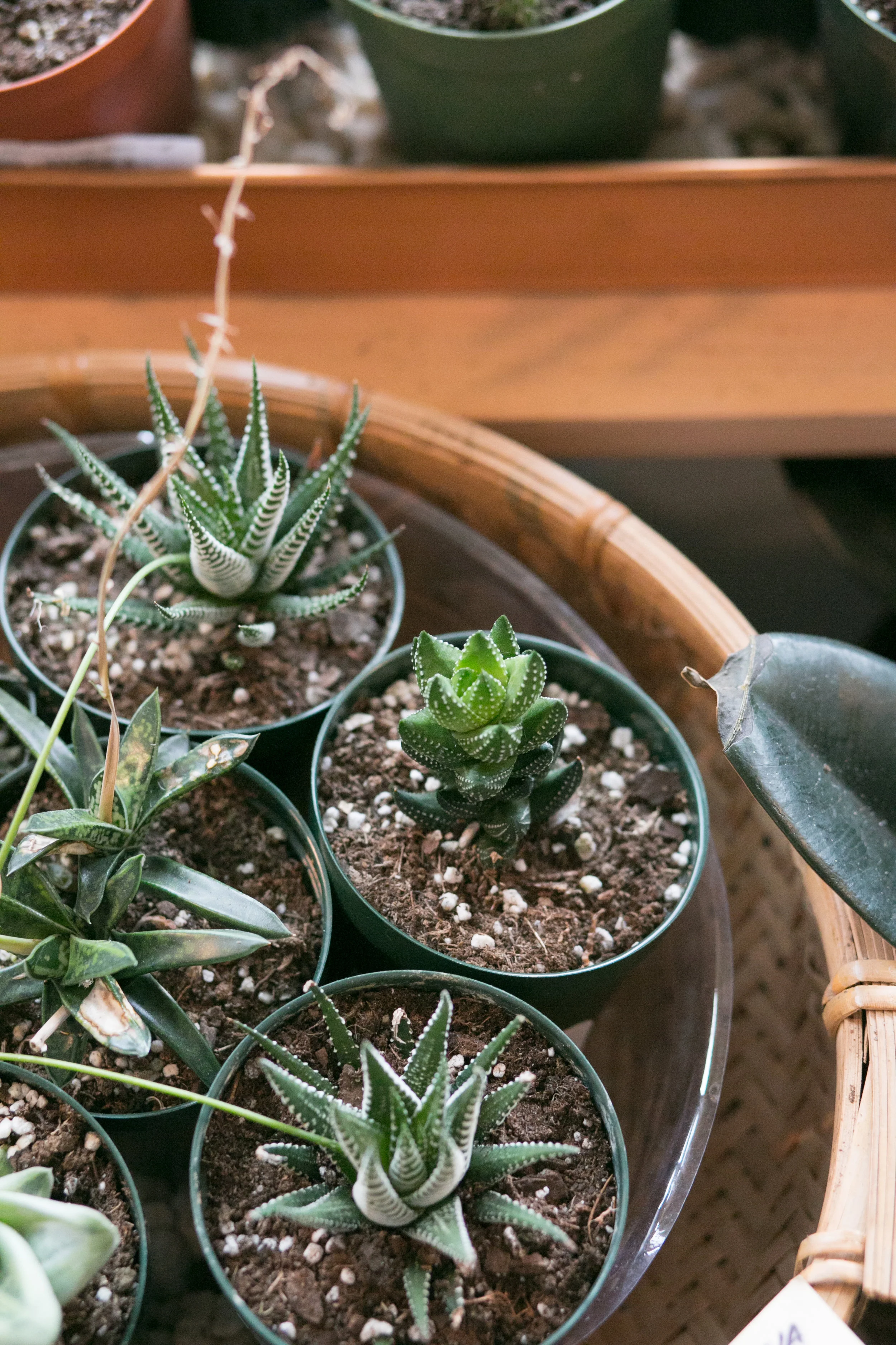 Harworthia add visual interest to any arrangement. Stop by the shop to try our DIY terrarium bar and create your own arrangement.