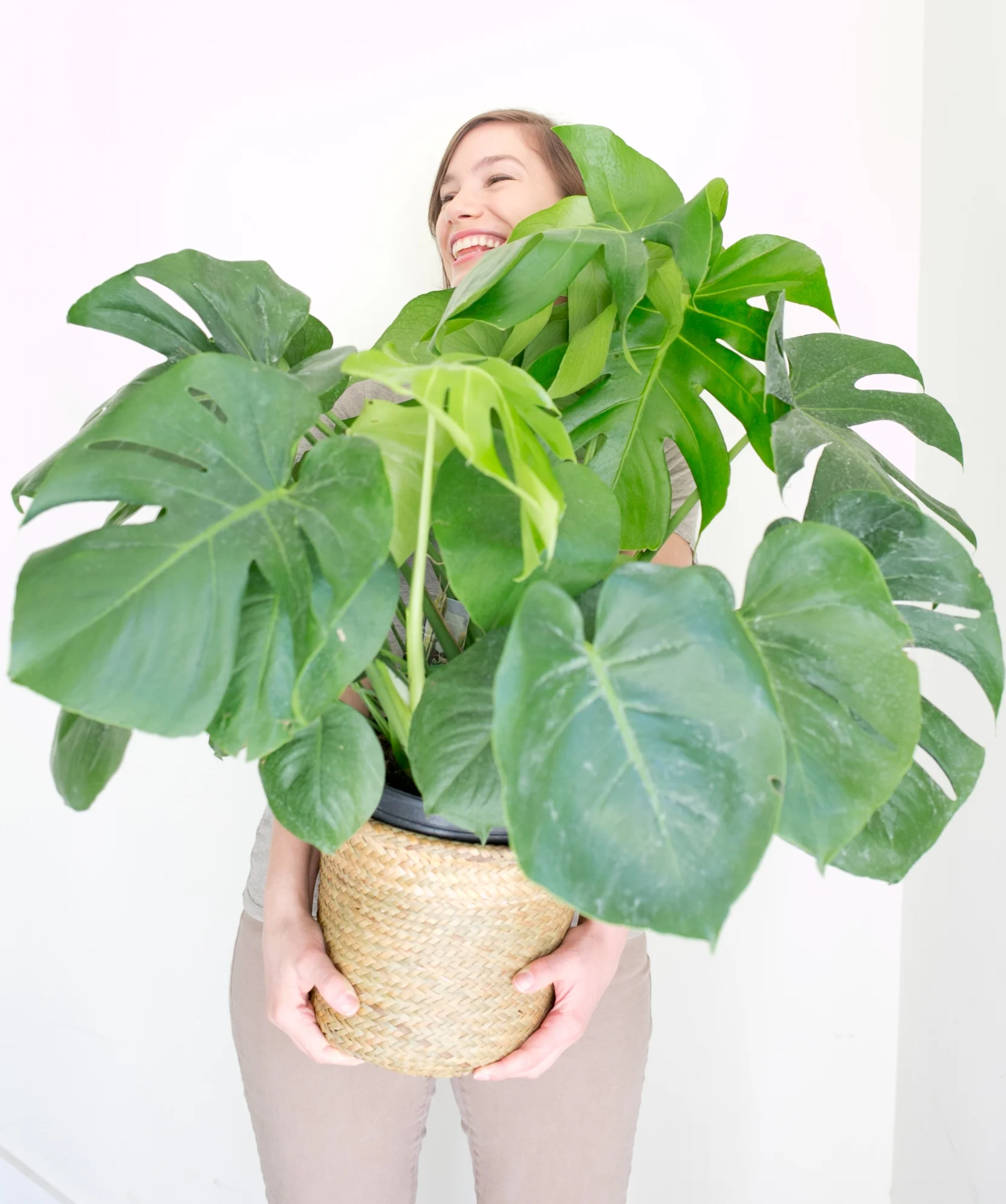 With 300 more square feet, The ZEN Succulent Raleigh boasts more room for large plants, like the ever popular split-leaf philodendron ( Monstera deliciosa). 