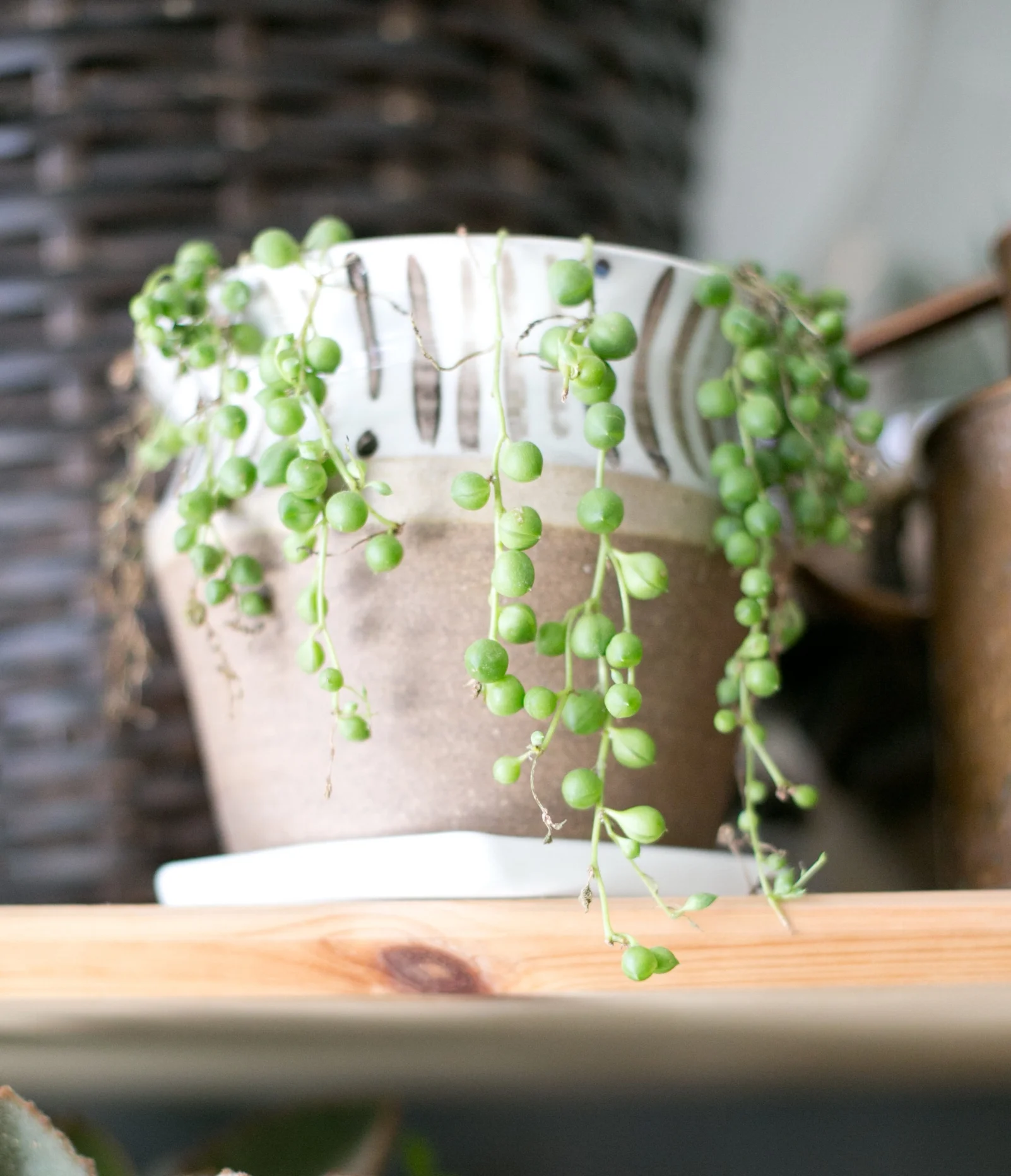 The_ZEN_Succulent_WhatsInAScientificName.jpg