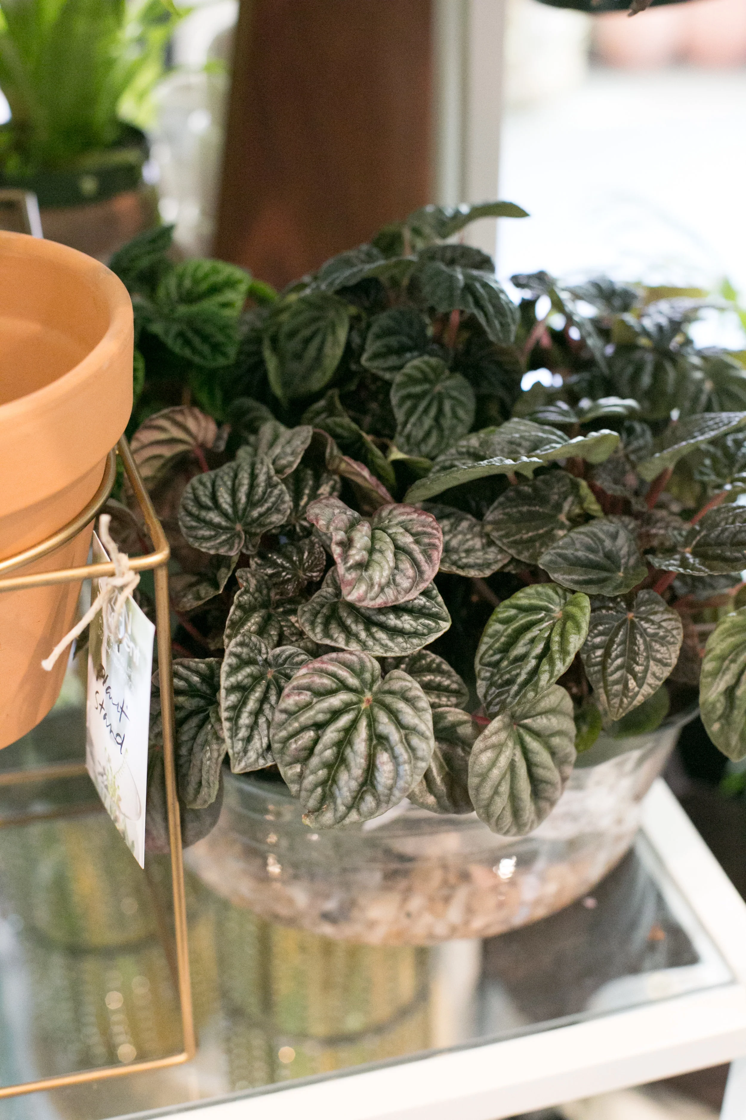 Peperomia come in many different shapes and textures, like this species called emerald ripple (Peperomia caperata).