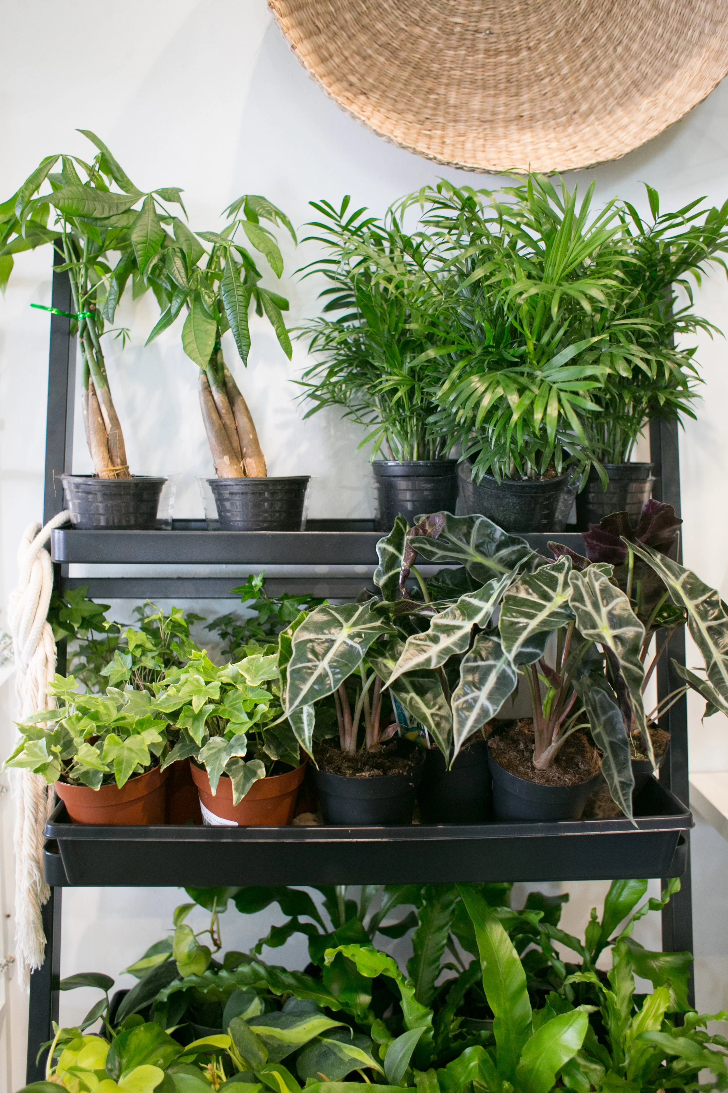 Grouping plants that require increased humidity actually helps create more humidity, which is preferable for most tropical plants.