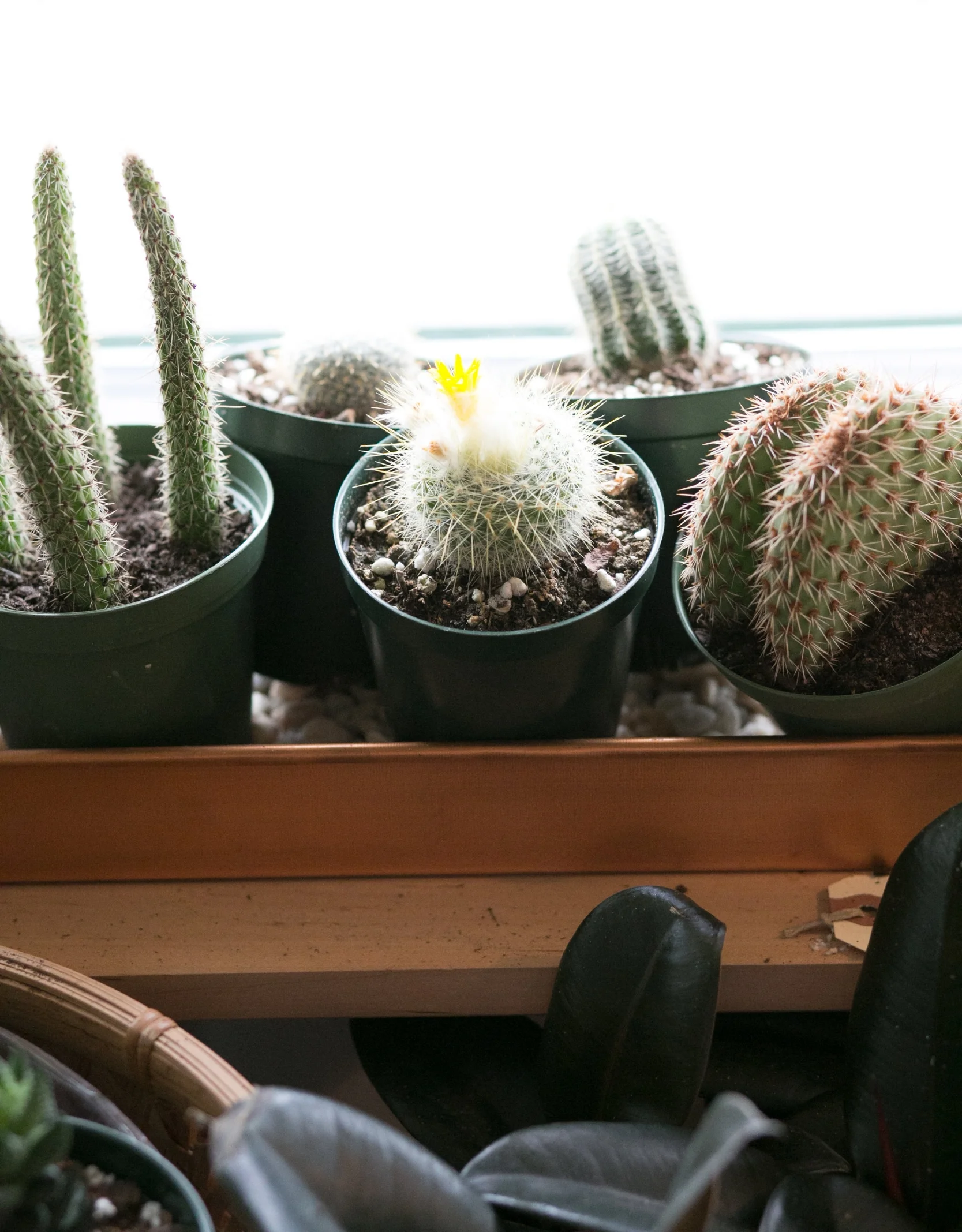 Cacti and succulents are the best plants to have if you travel frequently. They need very little water and attention.