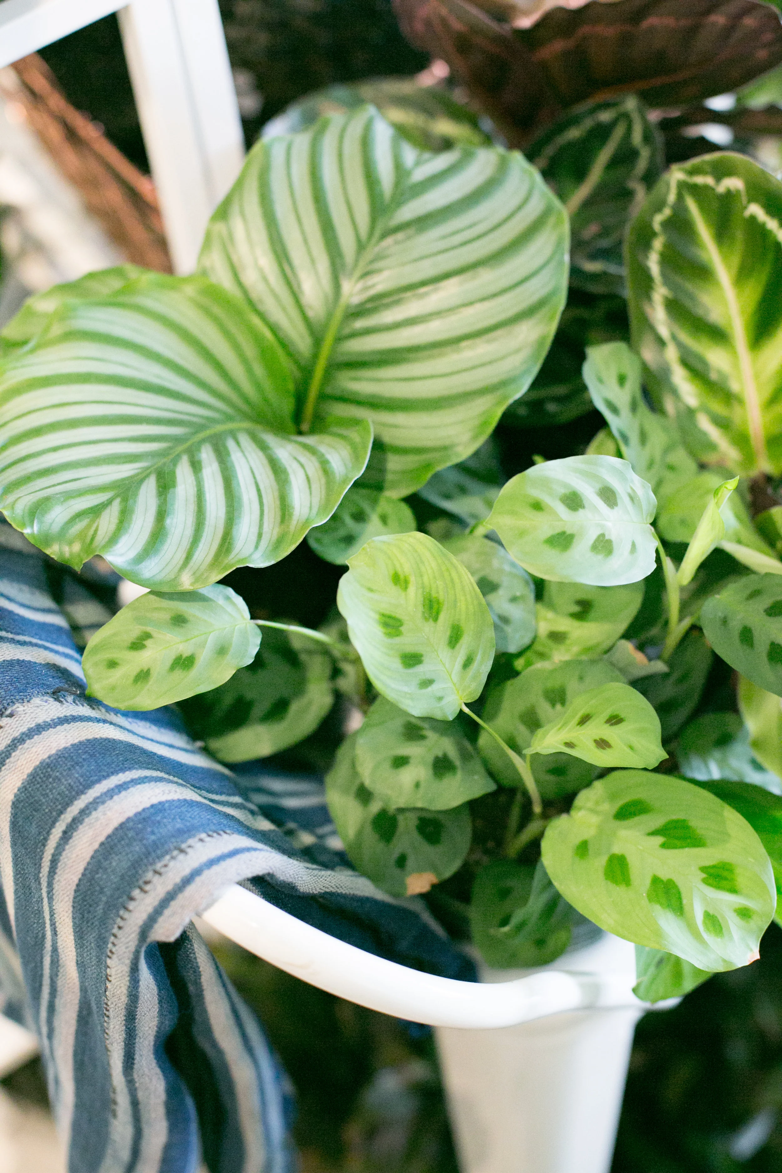 Calathea ( Calathea orbifolia ) and Maranta (Maranta leuconeura ) are common tropical houseplants, known for their delightful leaf patterns.