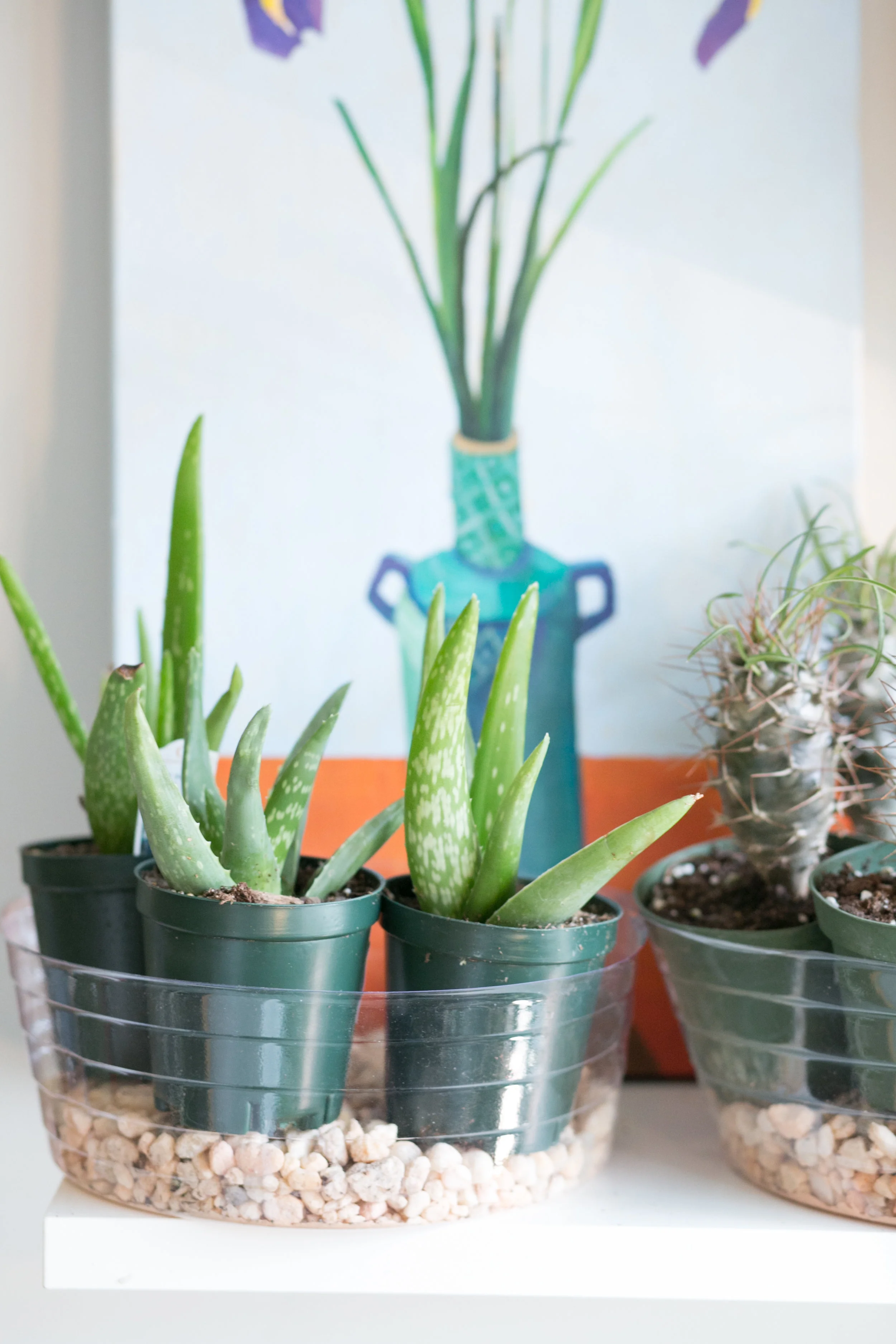 Rocks in a clear try can also provide some fun visual interest to any plant display.