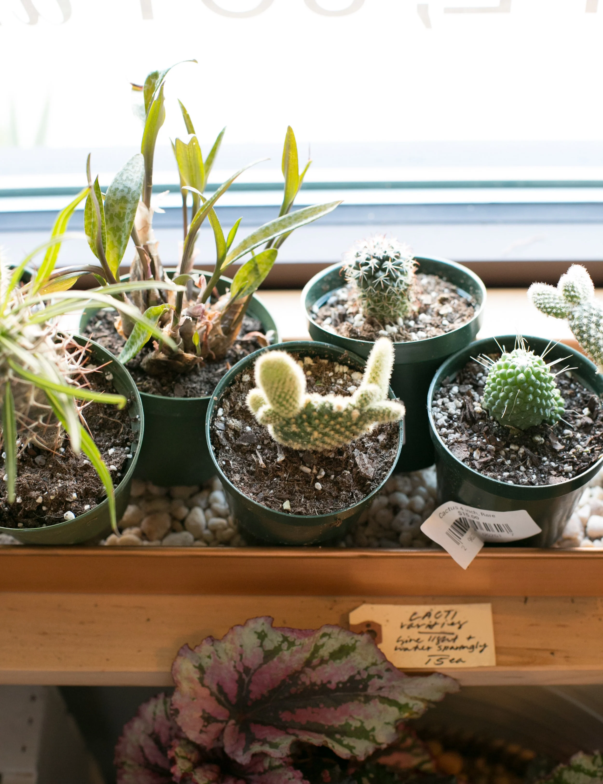 We carry a wide variety of cacti, in all shapes and sizes. If you’re not sure you can take care of large cactus quite yet, try a smaller variety.