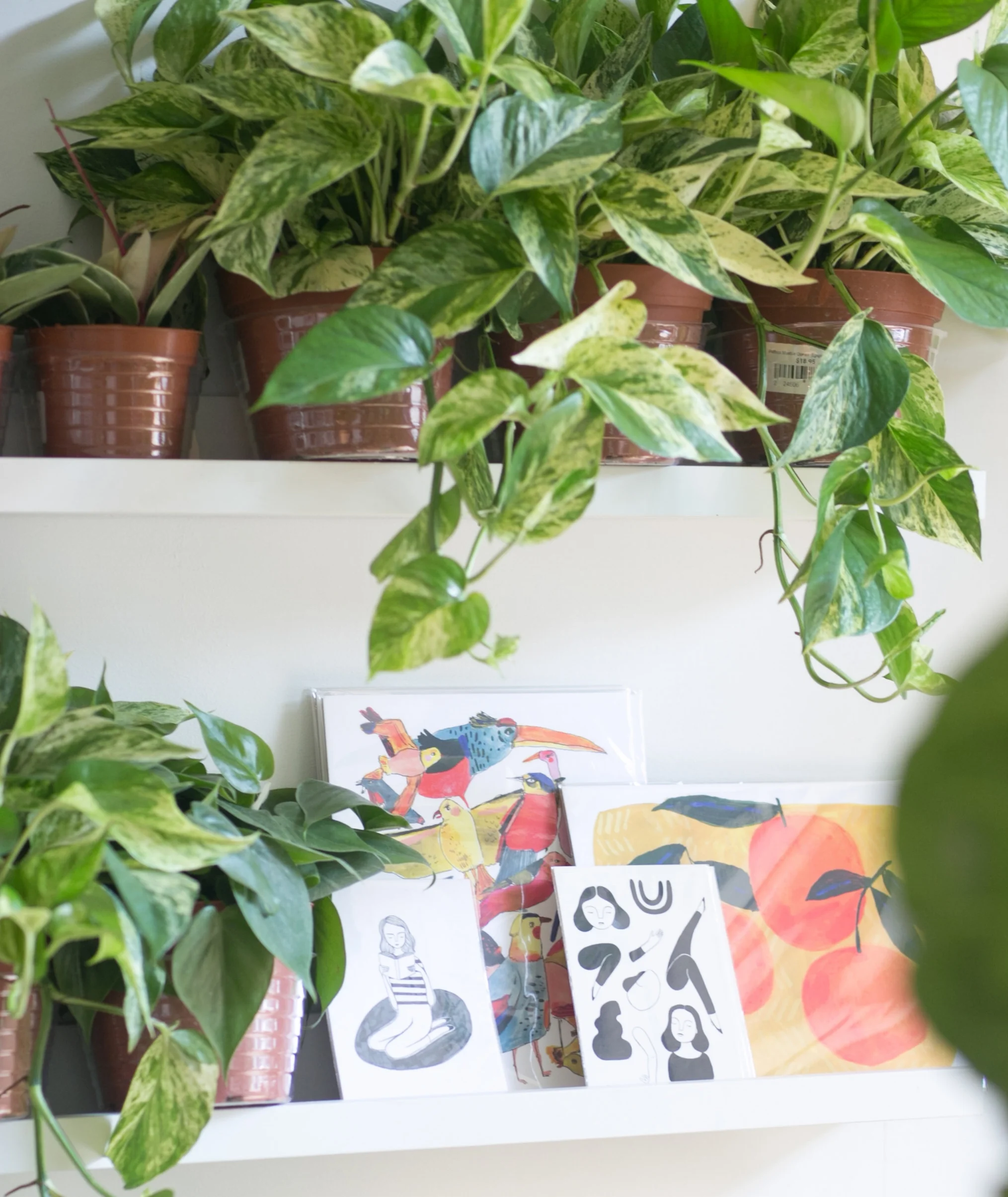 Pictured here, the Pothos 'Marble Queen' variety is beloved for its variegated leaves that vary in swirls of light yellow to white.