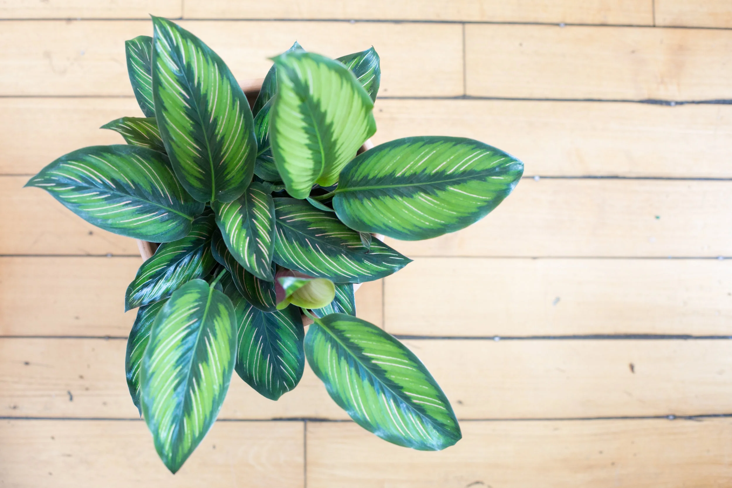 Plants typically need more water during their active growing season (spring and summer) than they do any other time of year. This is because they are using more energy to put out new growth.