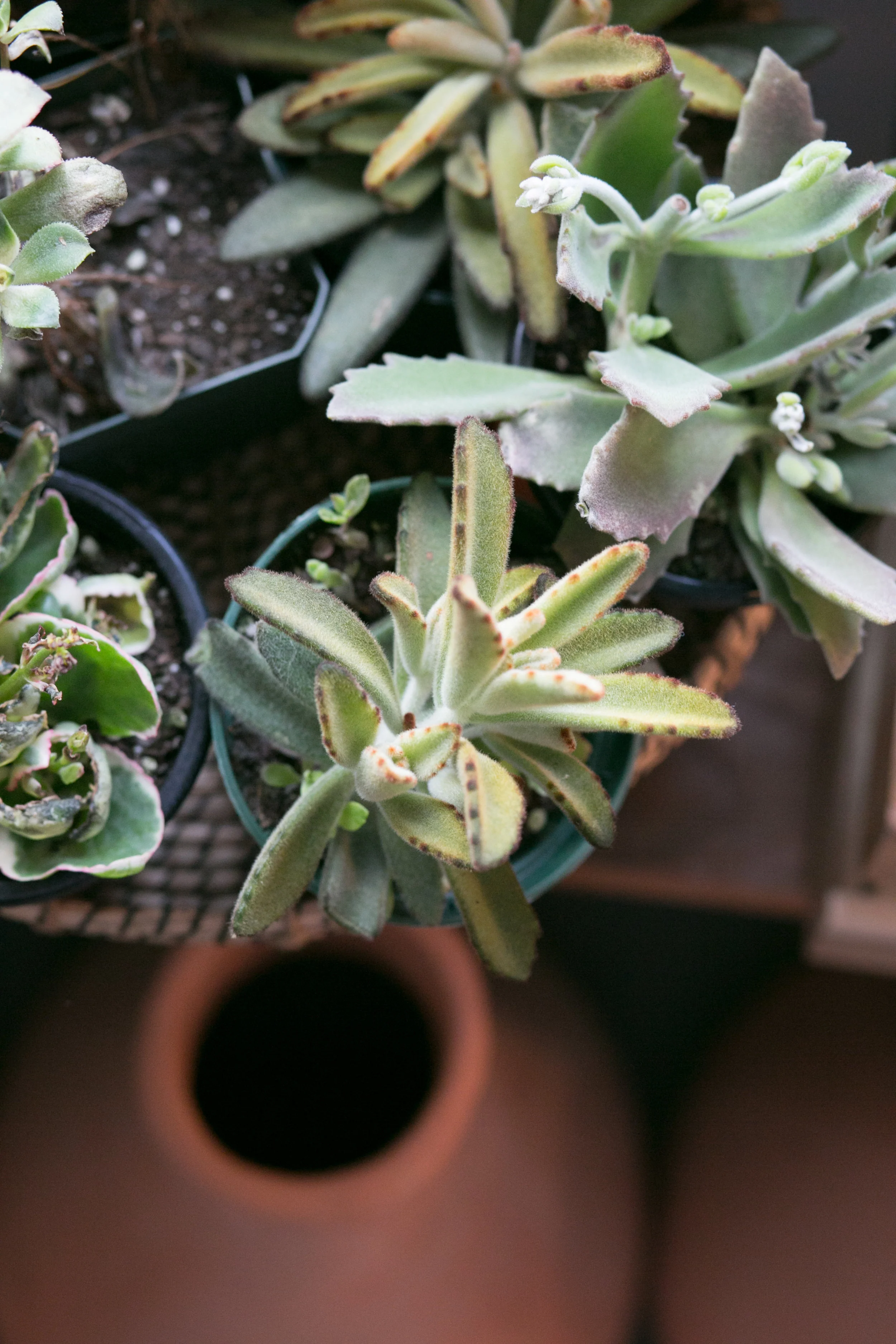 Did you know Kalanchoe was one of the first plants to be sent into space in in 1971? 
