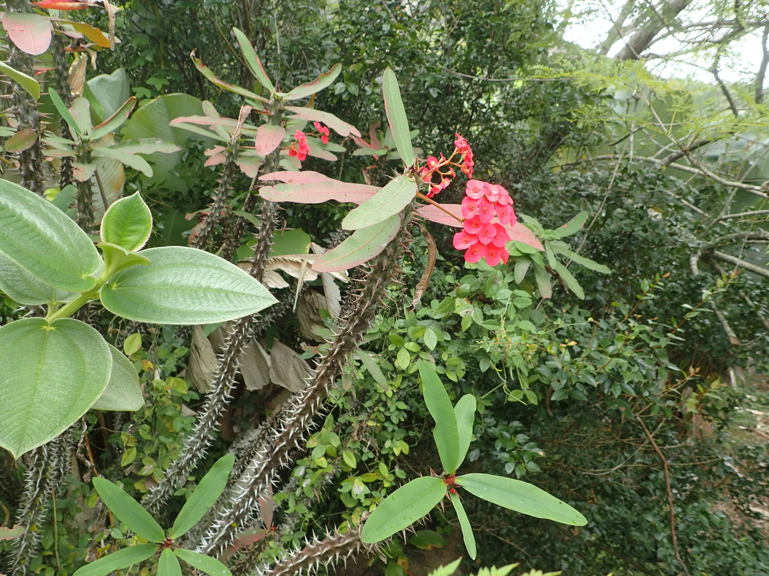 Known commonly as the Crown of Thorns, the species pictured here is the Euphorbia gottlebei. It looks very similar to the E. milli , except that in can grow up to 5 feet in height. Picture taken by the author, Marozevo, Madagascar.