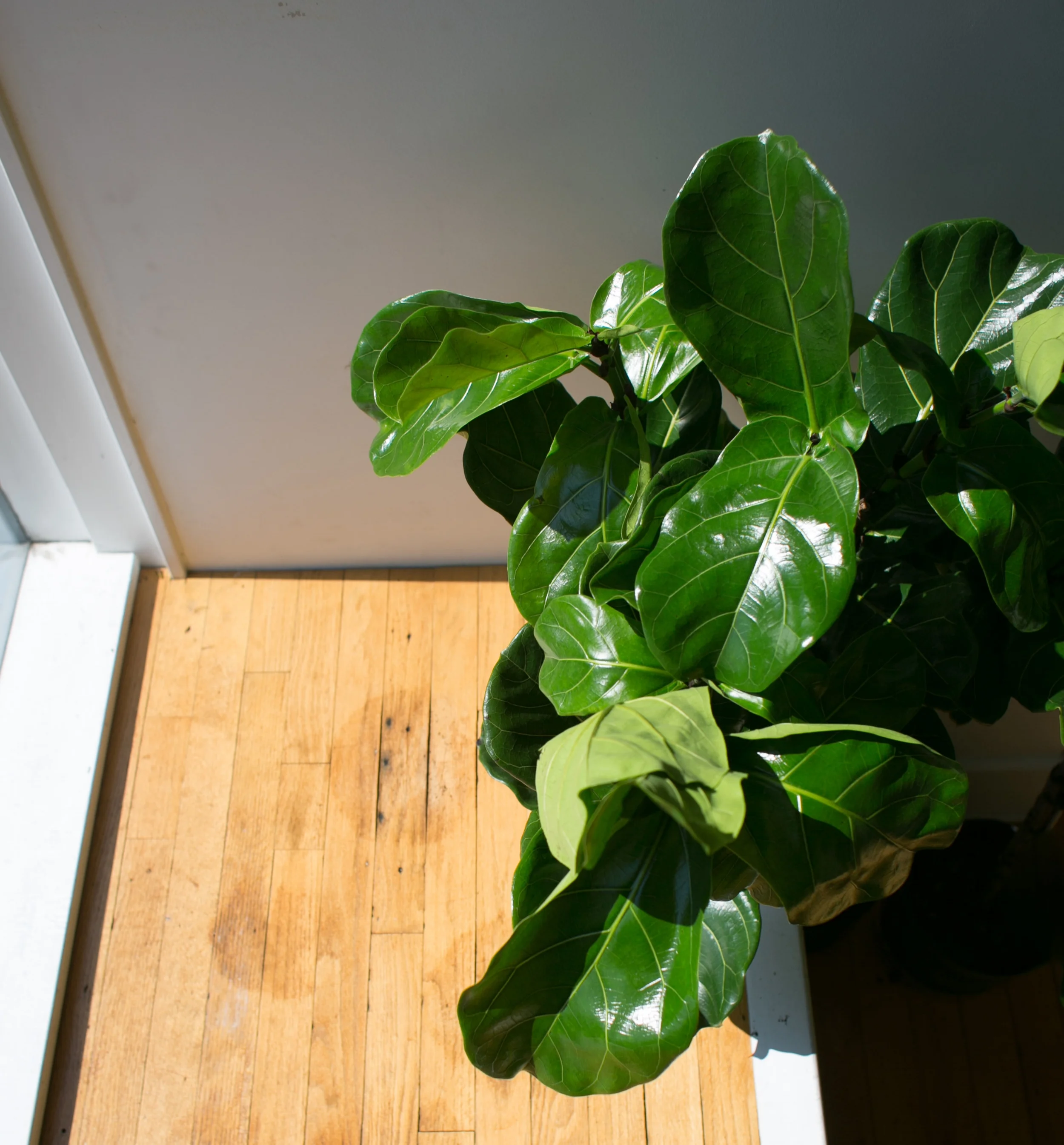 Plants appear green because chlorophyll absorbs all colors in the light spectrum, except green.
