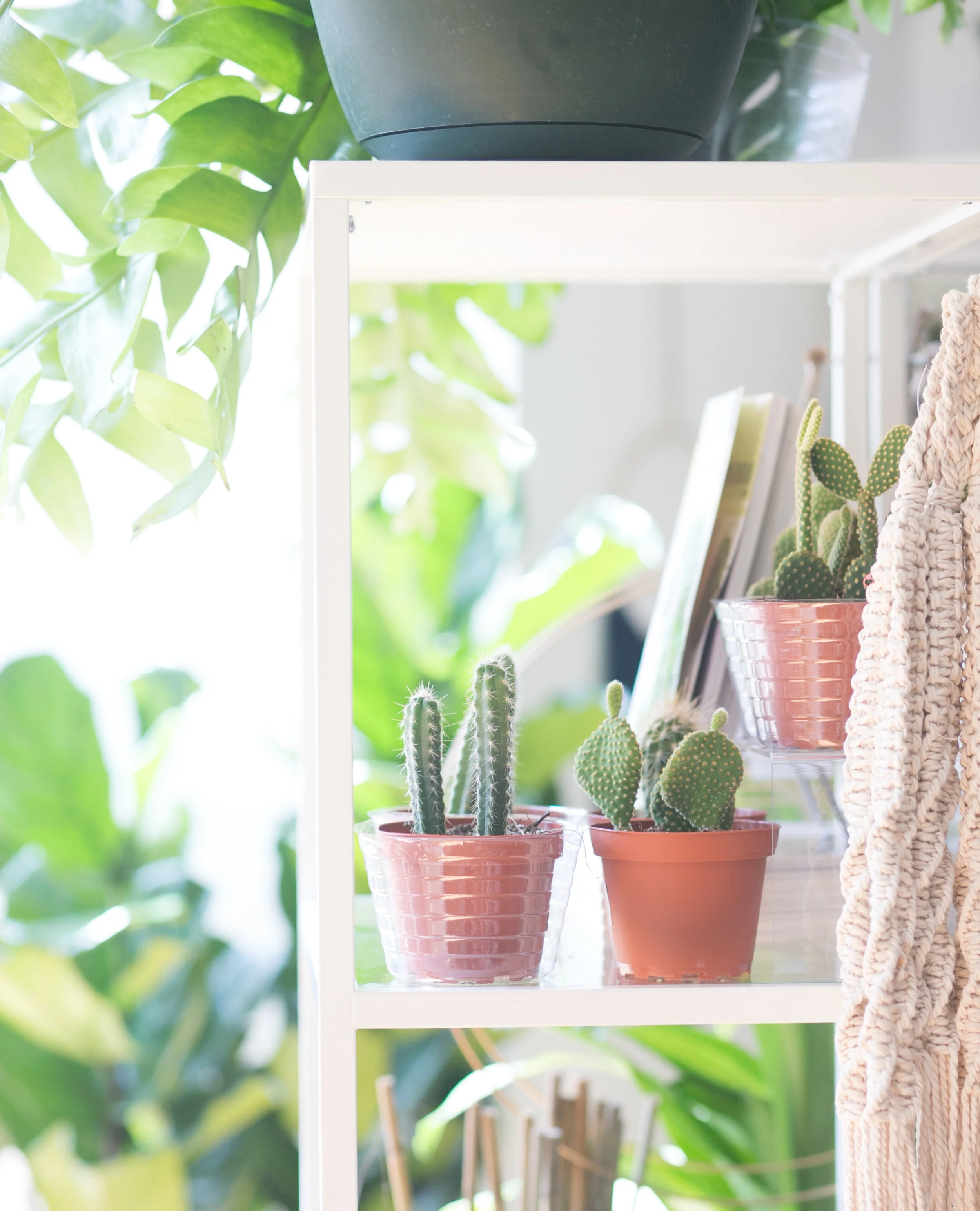 Cacti come from desert regions with little shade. In a home or office this translates to at least six (6) hours of light each day.