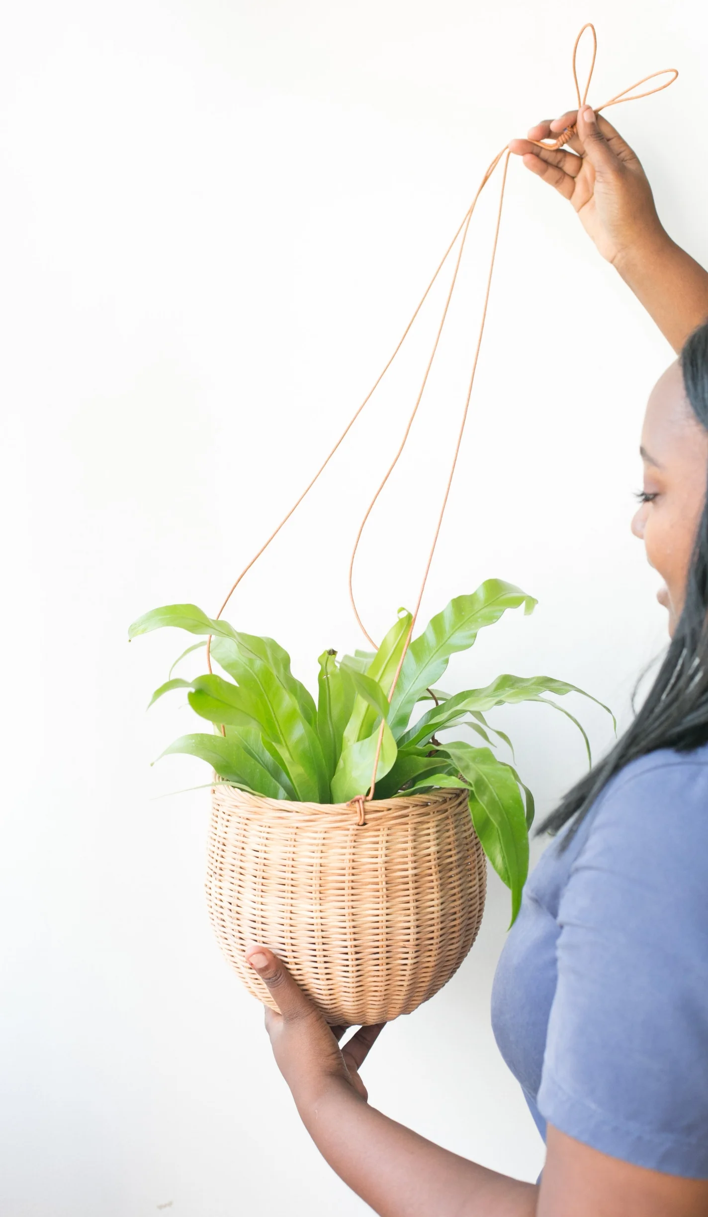 Bird’s Nest Ferns look fabulous in hanging baskets or pots.