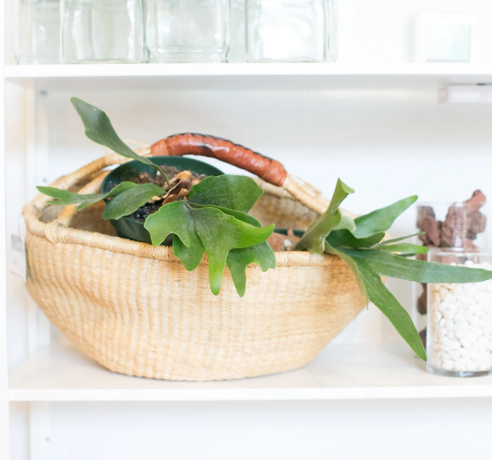 If you decide to display your Staghorn in a basket or pot, it is important to use fast draining soil such as cactus or succulent mixes.