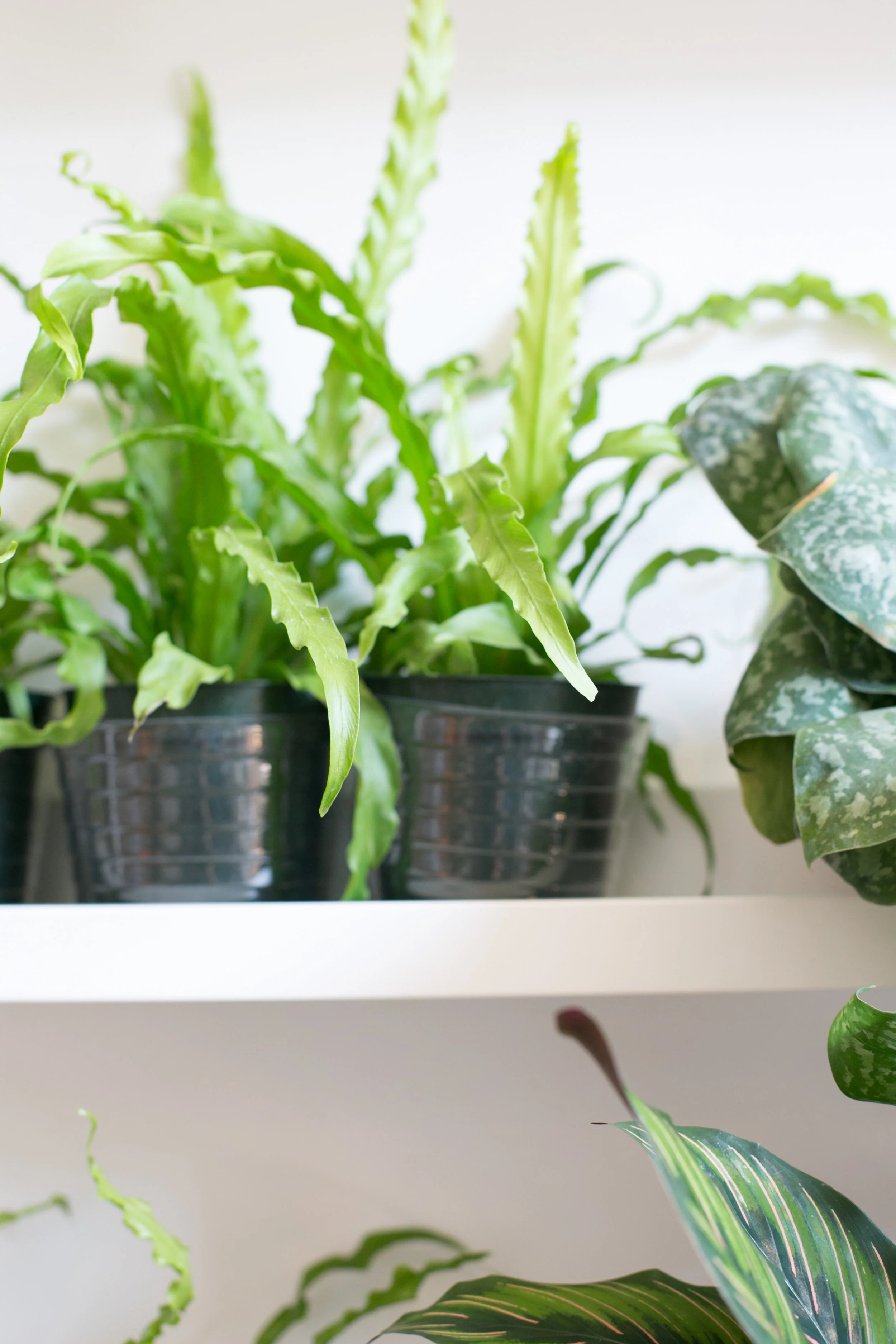 Bird’s Nest Ferns leaves range from extremely curly and lace like (seen here) to wavy or straight, and they typically grow up to two feet long.