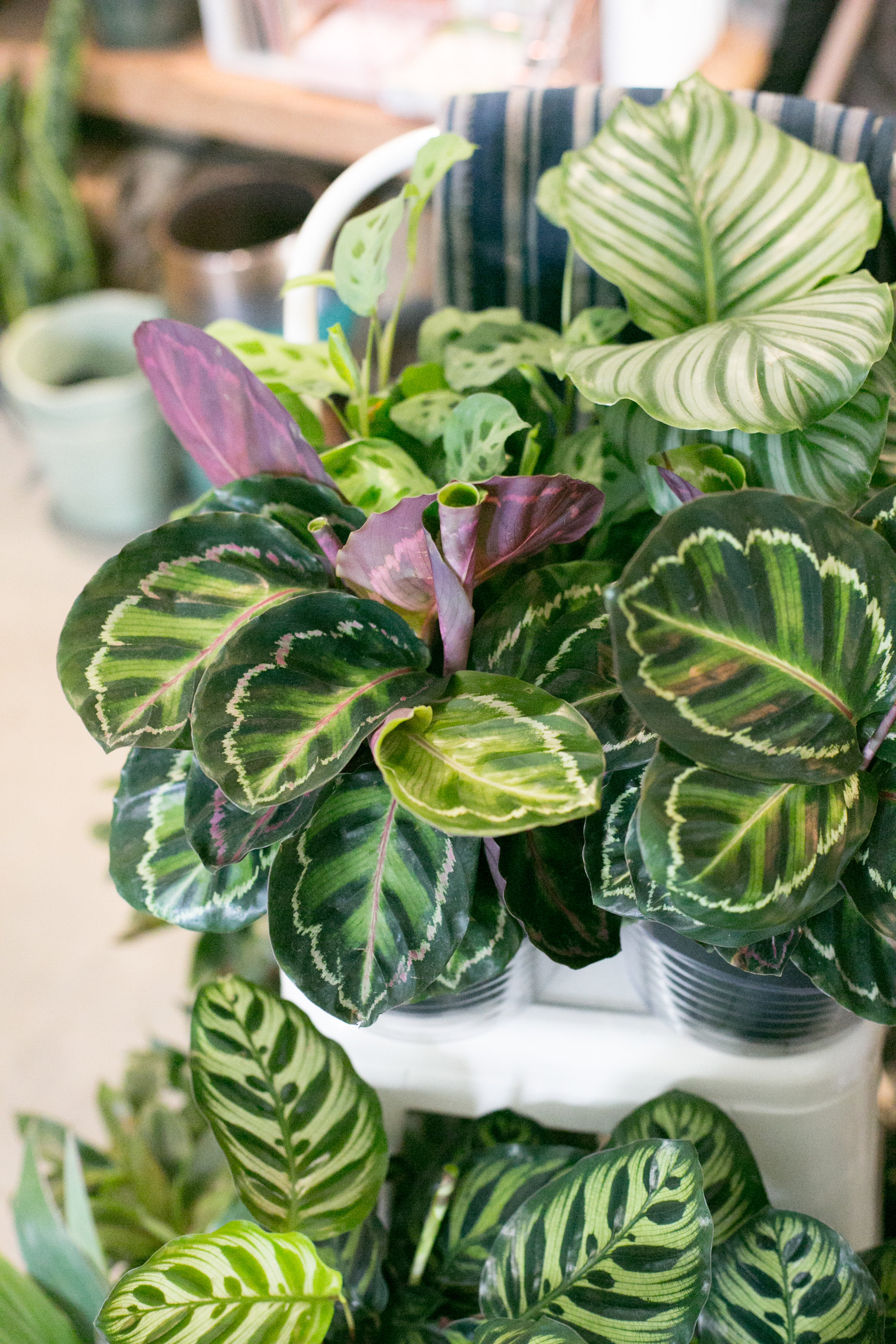 Huddling plants together, like these Calathea varieties, is a great way to increase humidity.