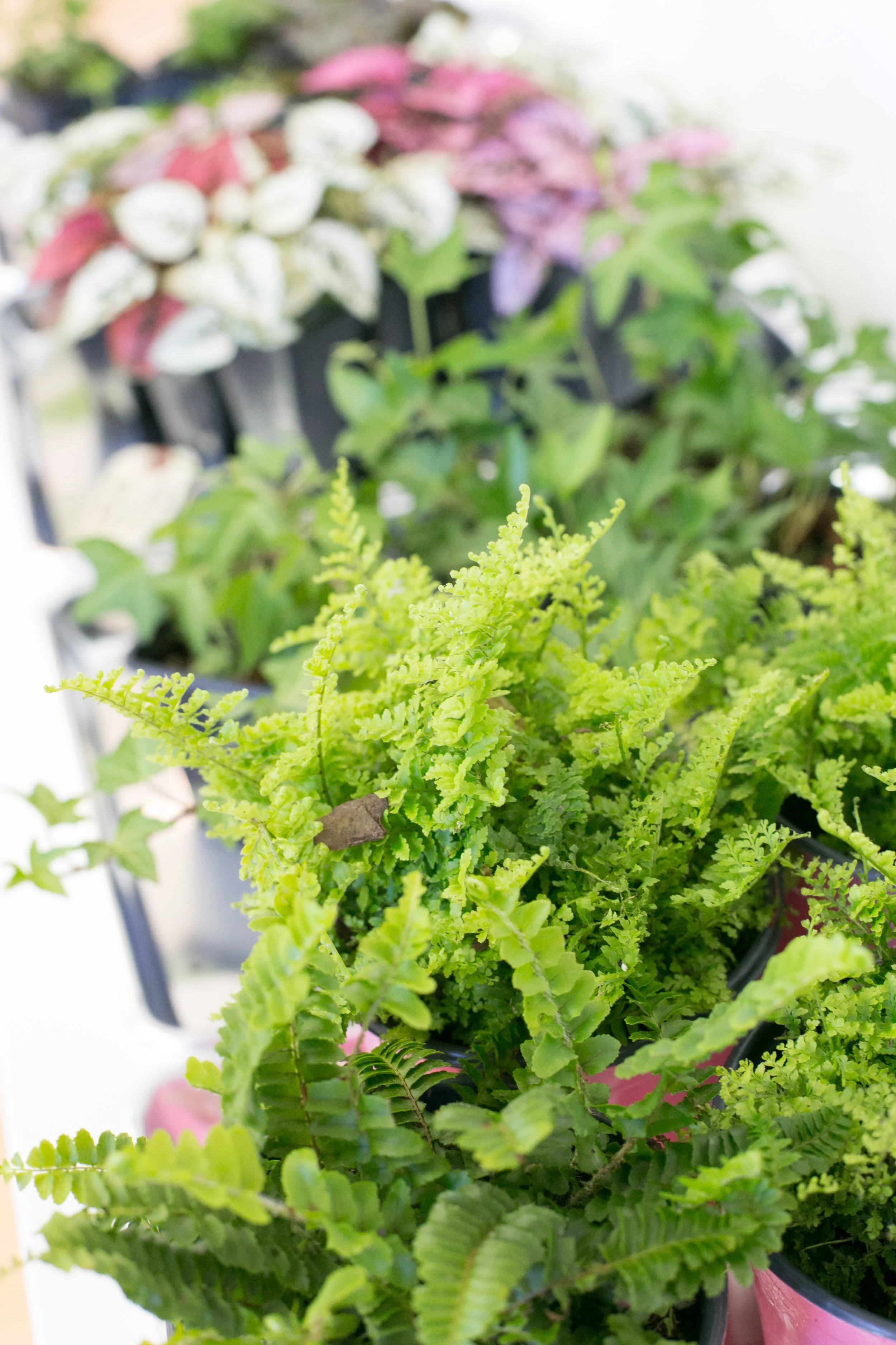 Humid air that doesn’t circulate can cause damp, stagnant conditions that encourage mold and bacterial diseases; add a fan to your spot to encourage humid air to circulate.