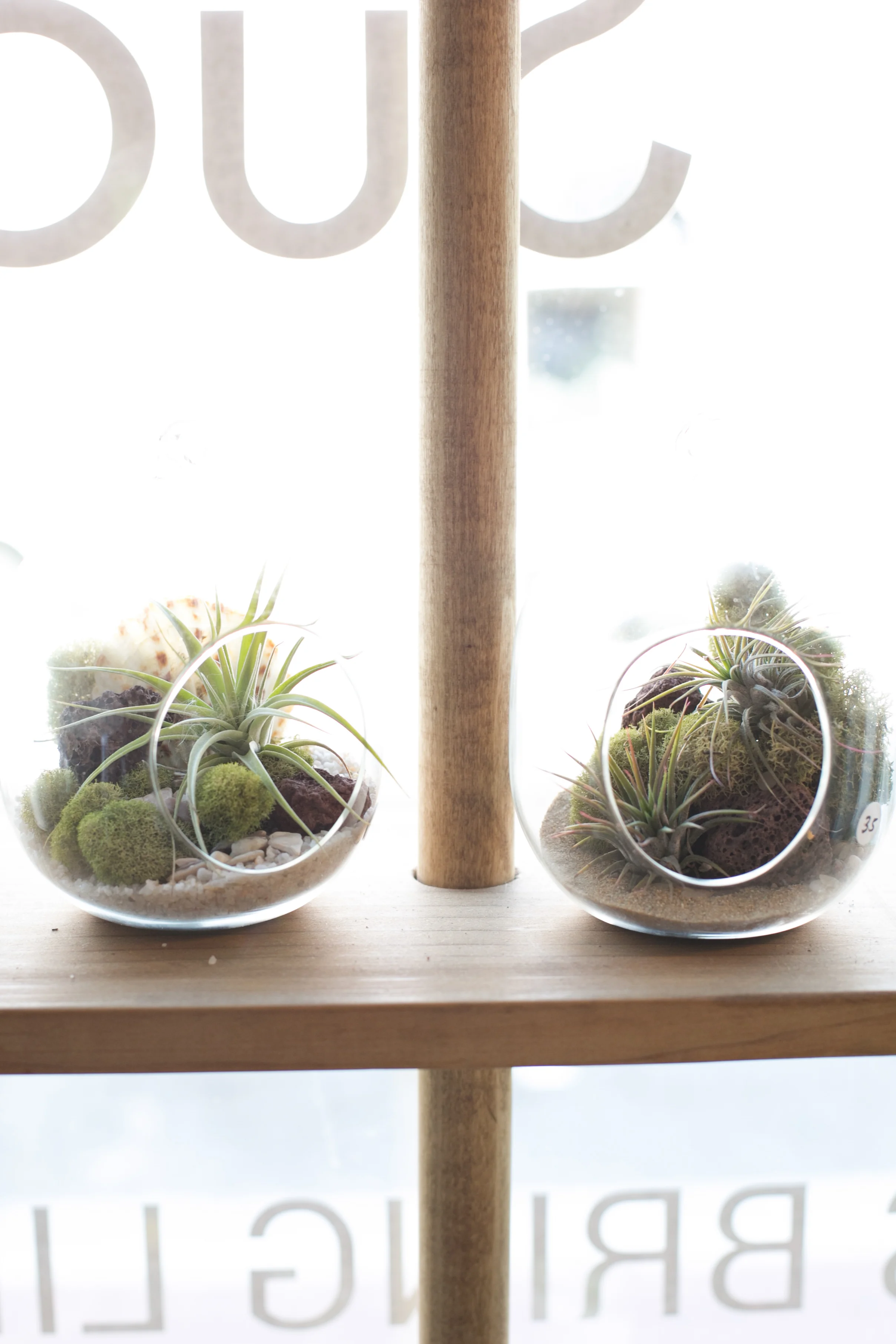 The_ZEN_Succulent_TheMoreYouGrowAirplants.jpg