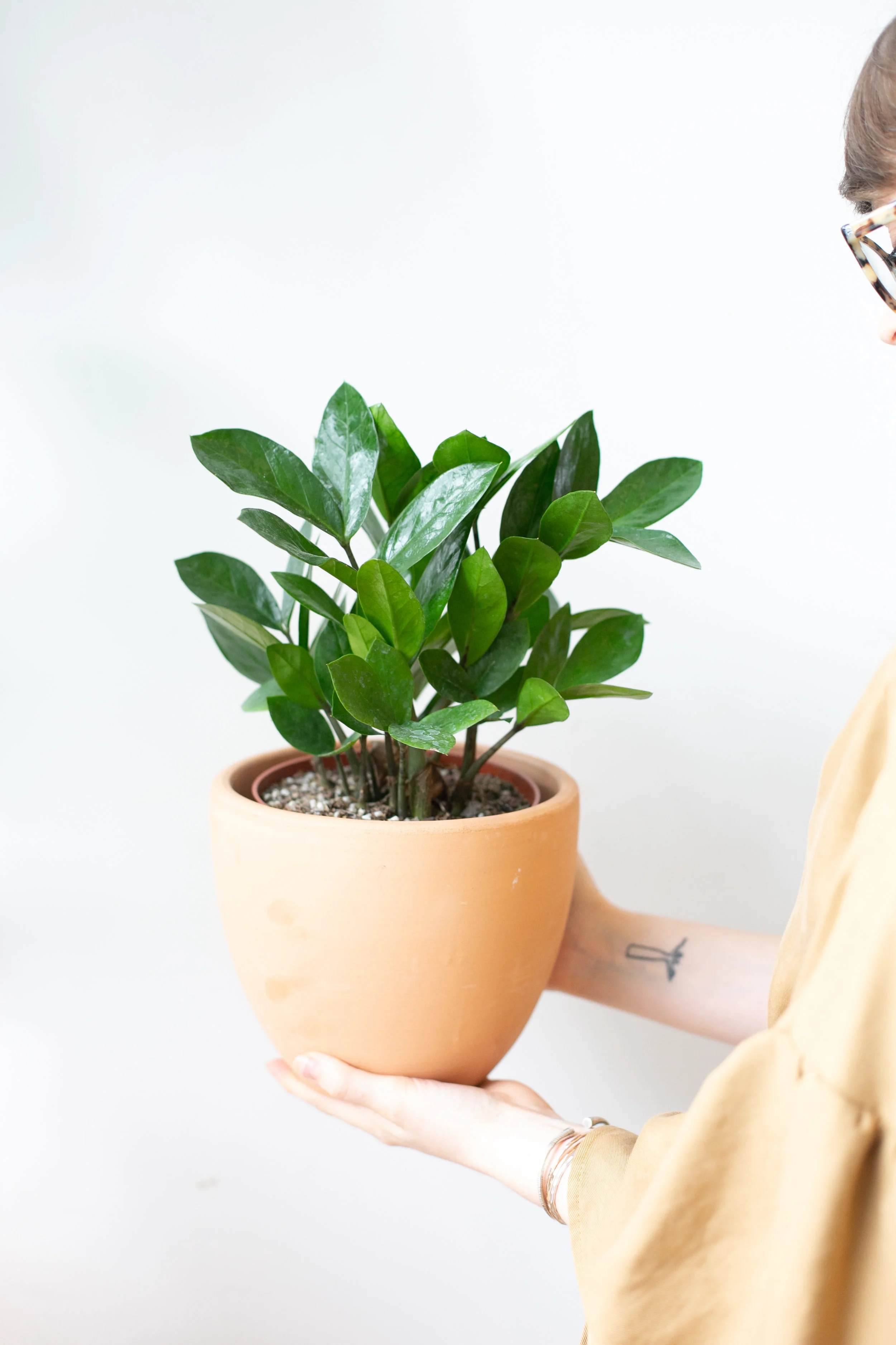 The indestructible ZZ Plant in one of our signature terra cotta pots.