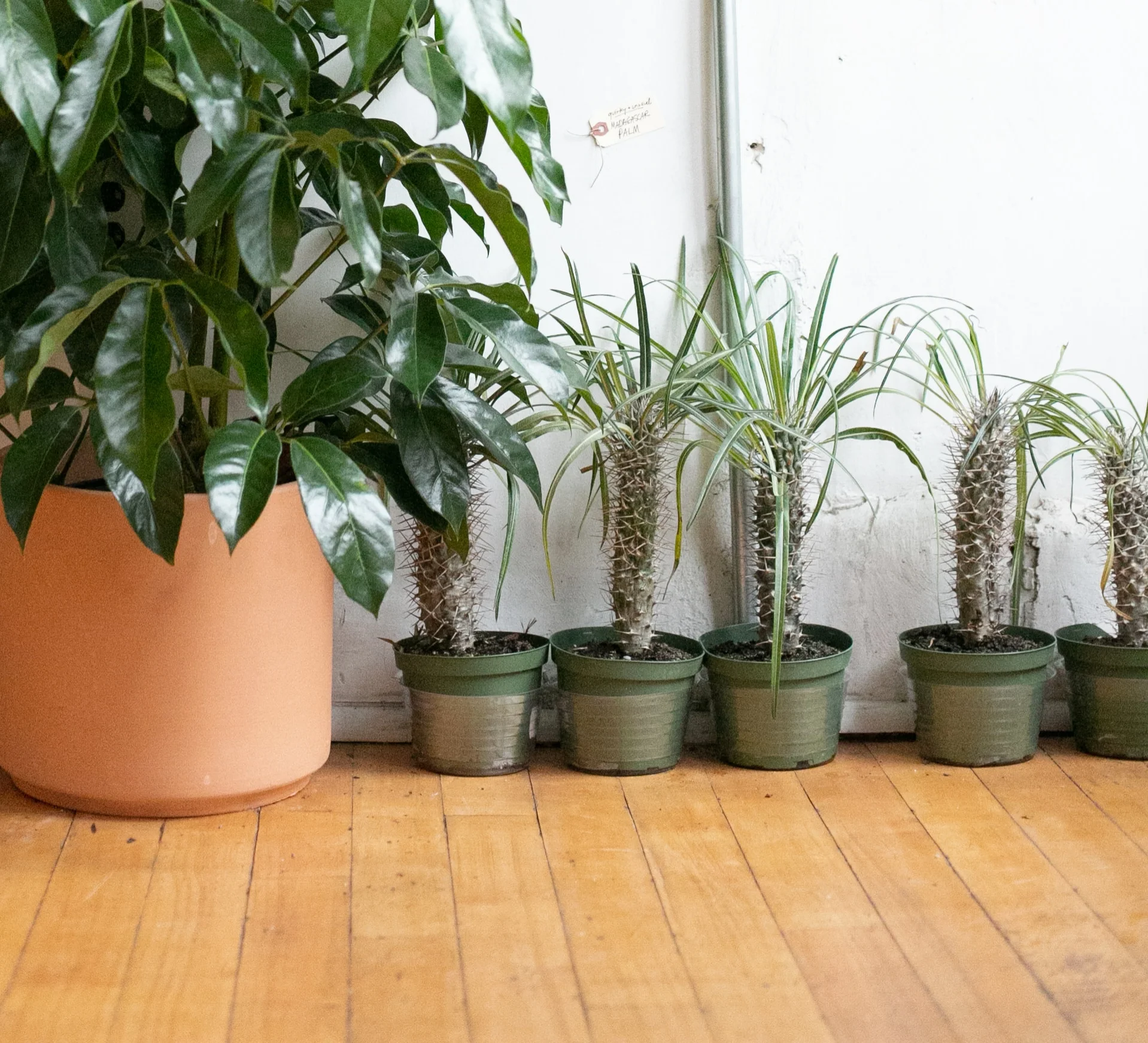 Madagascar Palms sometimes lose their leaves in the fall and winter. It’s totally normal, it just means the plant has gone dormant and will regrow leaves in the spring and summer. #weirdflexbutok