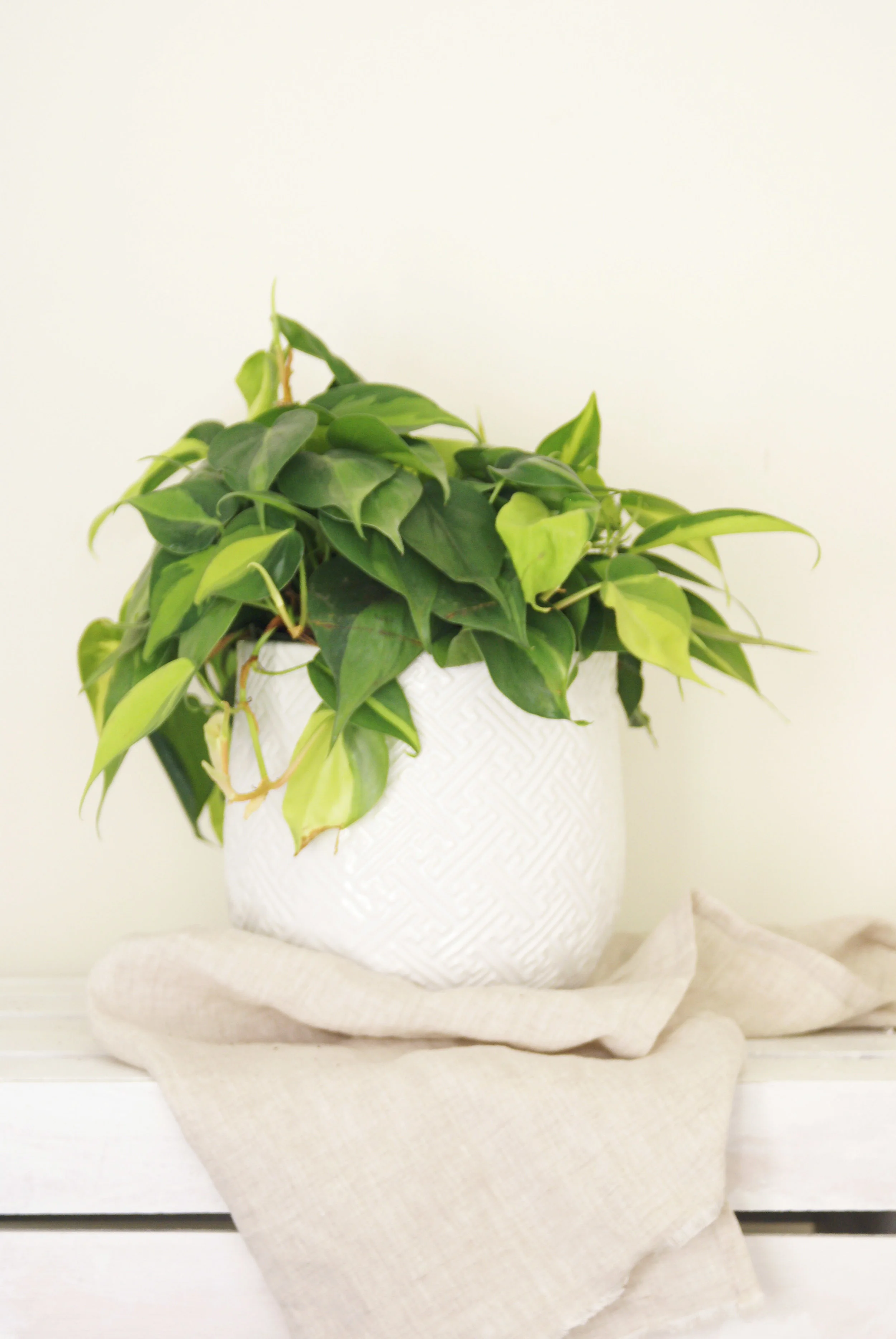 Brazil_Phil_Plant_Textured_White_Pot.jpg
